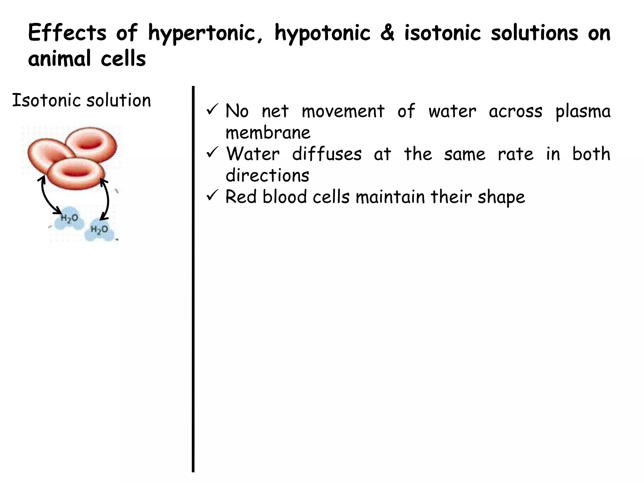 Effects of hypertonic, hypotonic & isotonic solutions on
 animal cells
Isotonic solution
                     No net movement of water across plasma
                      membrane
                     Water diffuses at the same rate in both
                      directions
                     Red blood cells maintain their shape
 
