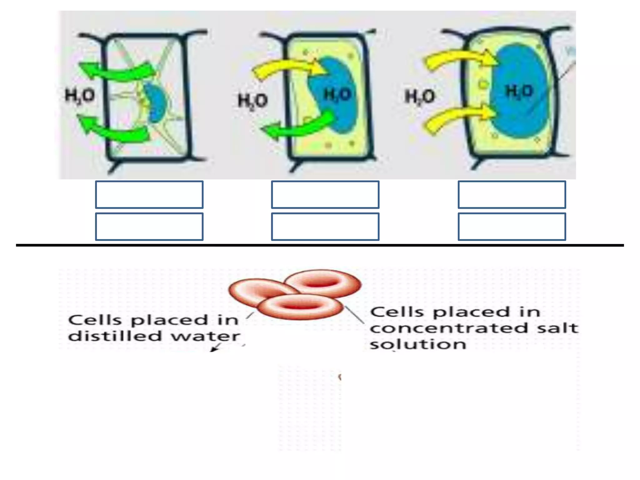 Hypertonic    Isotonic   Hypotonic

 Flaccid     No change    Turgid
 