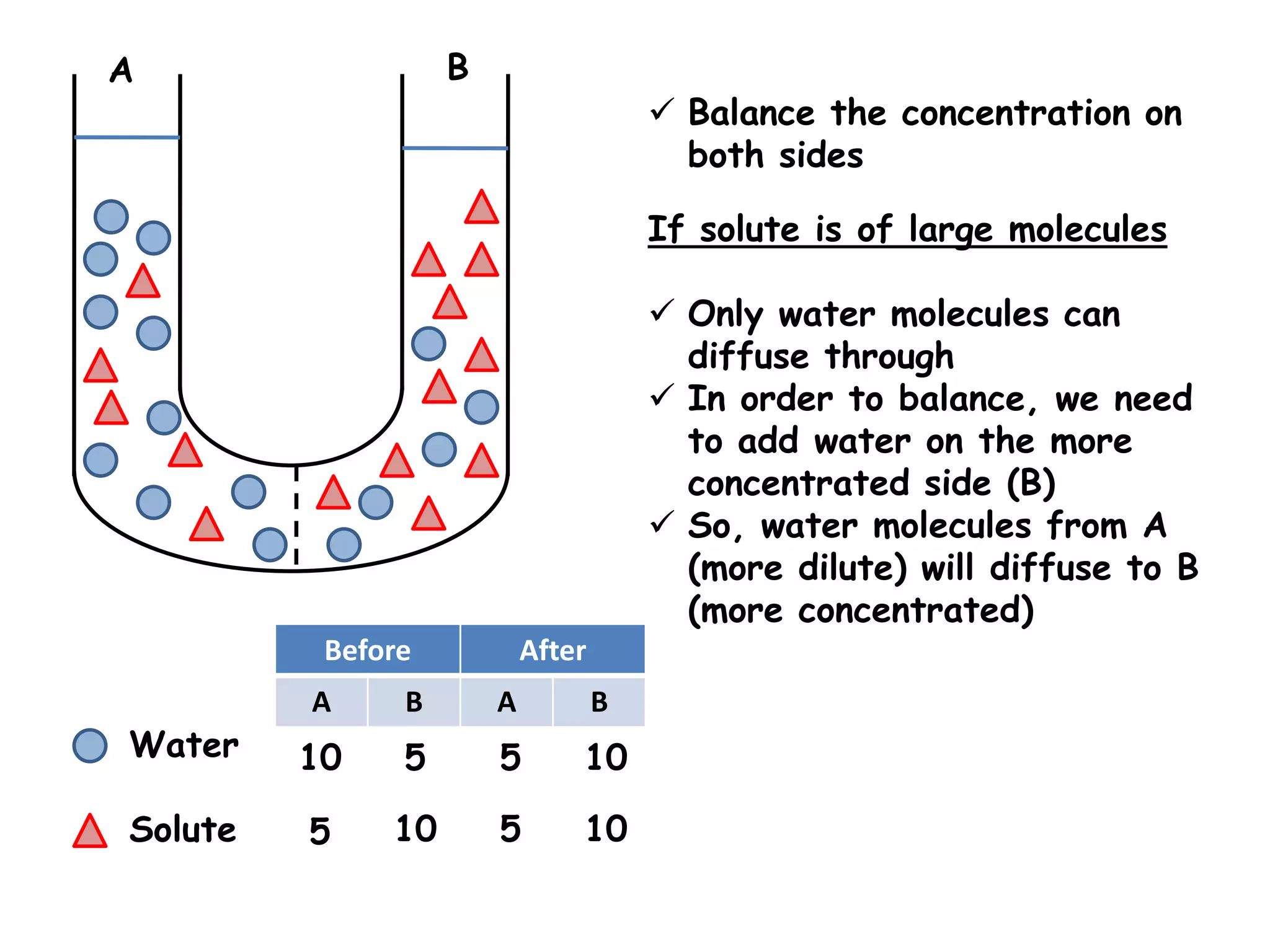 A                  B
                                        Balance the concentration on
                                         both sides

                                       If solute is of large molecules

                                        Only water molecules can
                                         diffuse through
                                        In order to balance, we need
                                         to add water on the more
                                         concentrated side (B)
                                        So, water molecules from A
                                         (more dilute) will diffuse to B
                                         (more concentrated)
          Before           After
         A     B       A           B
Water    10    5       5       10

Solute   5    10       5       10
 