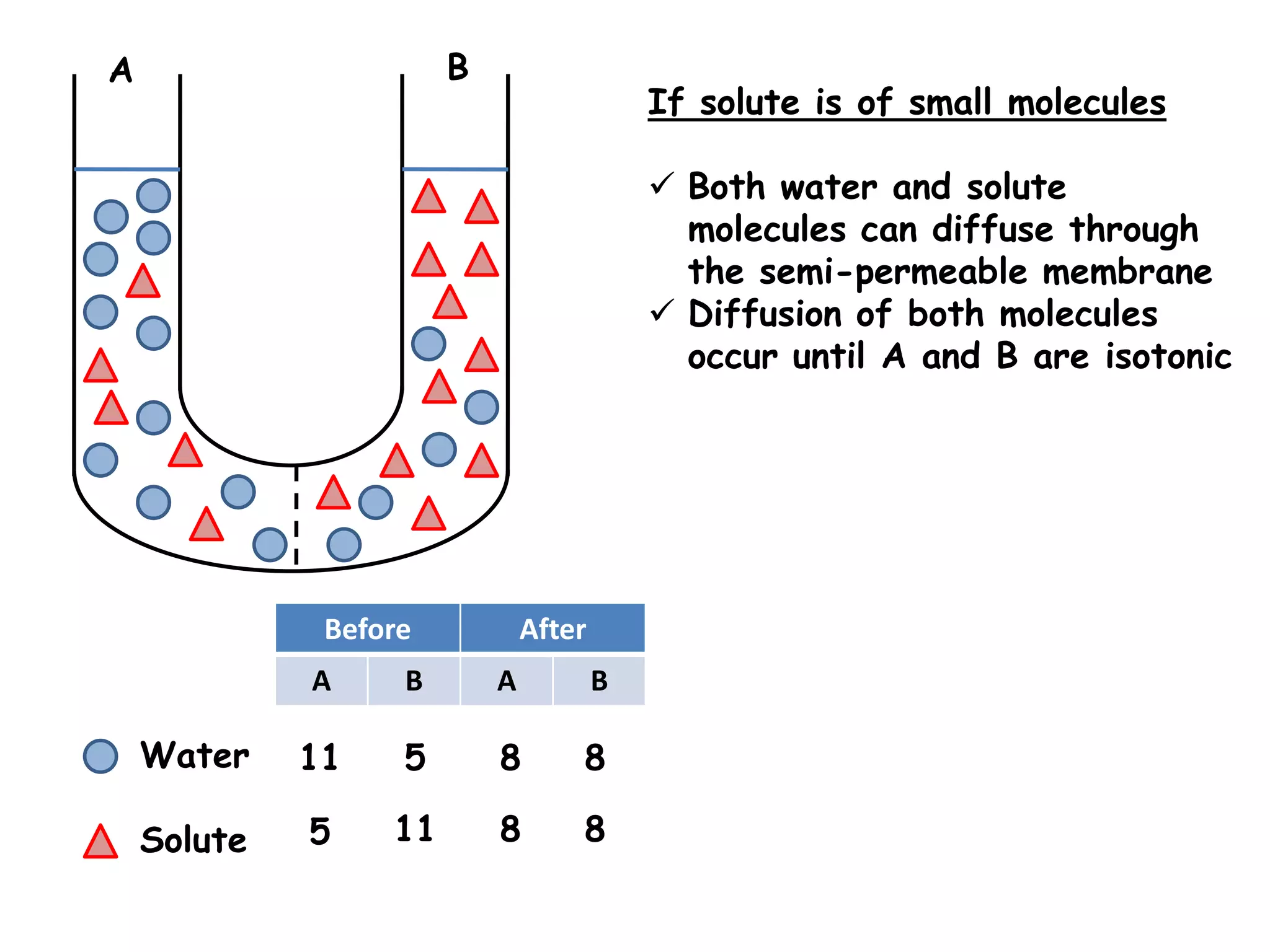 A                      B
                                           If solute is of small molecules

                                            Both water and solute
                                             molecules can diffuse through
                                             the semi-permeable membrane
                                            Diffusion of both molecules
                                             occur until A and B are isotonic




              Before           After
             A     B       A           B

    Water    11    5       8       8

    Solute   5    11       8       8
 