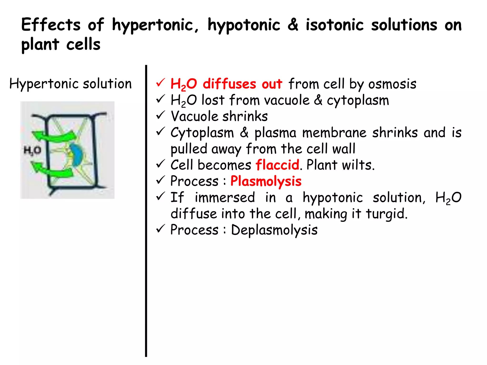 Effects of hypertonic, hypotonic & isotonic solutions on
 plant cells

Hypertonic solution      H2O diffuses out from cell by osmosis
                         H2O lost from vacuole & cytoplasm
                         Vacuole shrinks
                         Cytoplasm & plasma membrane shrinks and is
                          pulled away from the cell wall
                         Cell becomes flaccid. Plant wilts.
                         Process : Plasmolysis
                         If immersed in a hypotonic solution, H2O
                          diffuse into the cell, making it turgid.
                         Process : Deplasmolysis
 