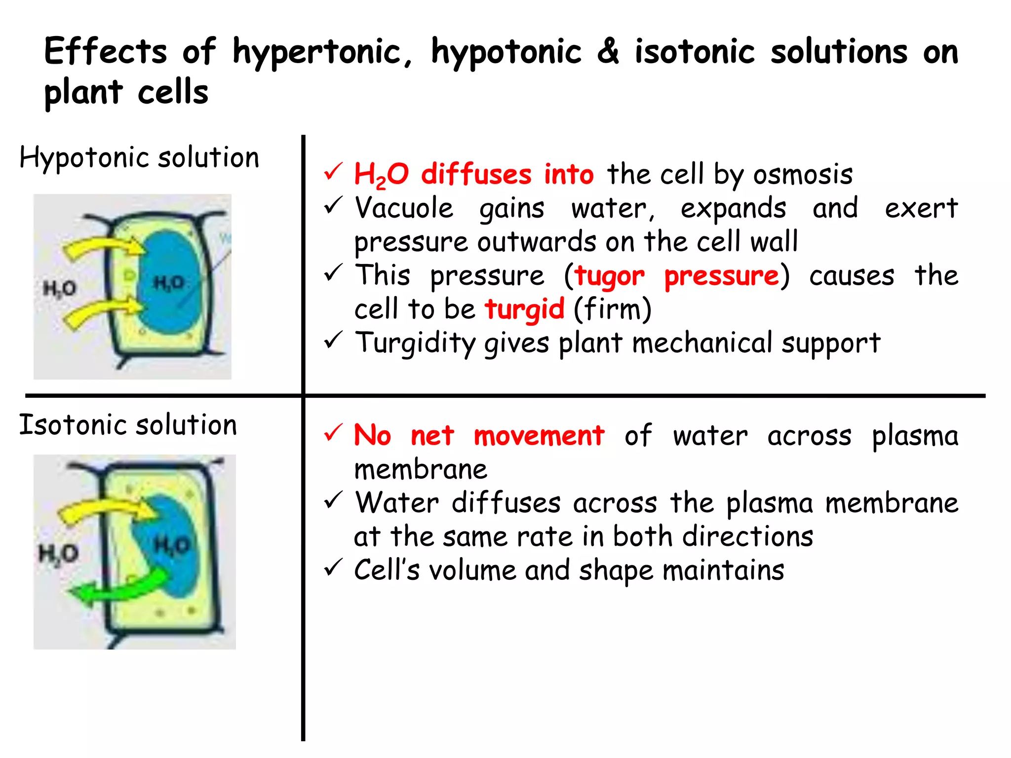 Effects of hypertonic, hypotonic & isotonic solutions on
 plant cells
Hypotonic solution
                      H2O diffuses into the cell by osmosis
                      Vacuole gains water, expands and exert
                       pressure outwards on the cell wall
                      This pressure (tugor pressure) causes the
                       cell to be turgid (firm)
                      Turgidity gives plant mechanical support

Isotonic solution     No net movement of water across plasma
                       membrane
                      Water diffuses across the plasma membrane
                       at the same rate in both directions
                      Cell’s volume and shape maintains
 
