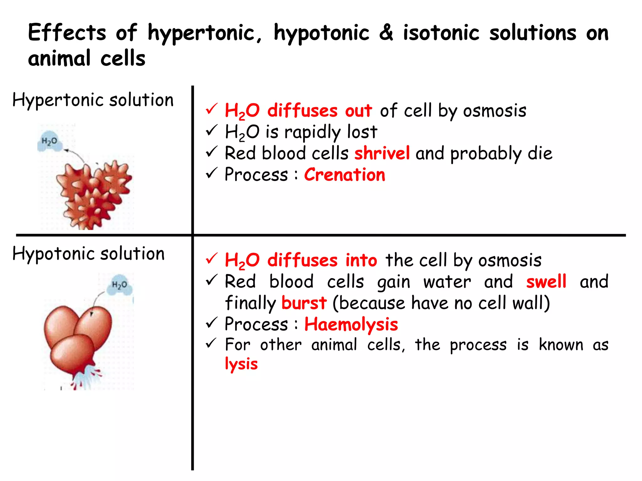Effects of hypertonic, hypotonic & isotonic solutions on
 animal cells
Hypertonic solution
                         H2O diffuses out of cell by osmosis
                         H2O is rapidly lost
                         Red blood cells shrivel and probably die
                         Process : Crenation



Hypotonic solution     H2O diffuses into the cell by osmosis
                       Red blood cells gain water and swell and
                        finally burst (because have no cell wall)
                       Process : Haemolysis
                       For other animal cells, the process is known as
                        lysis
 