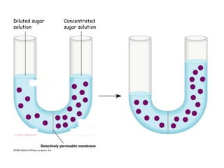 Diluted sugar   Concentrated
solution        sugar solution
 