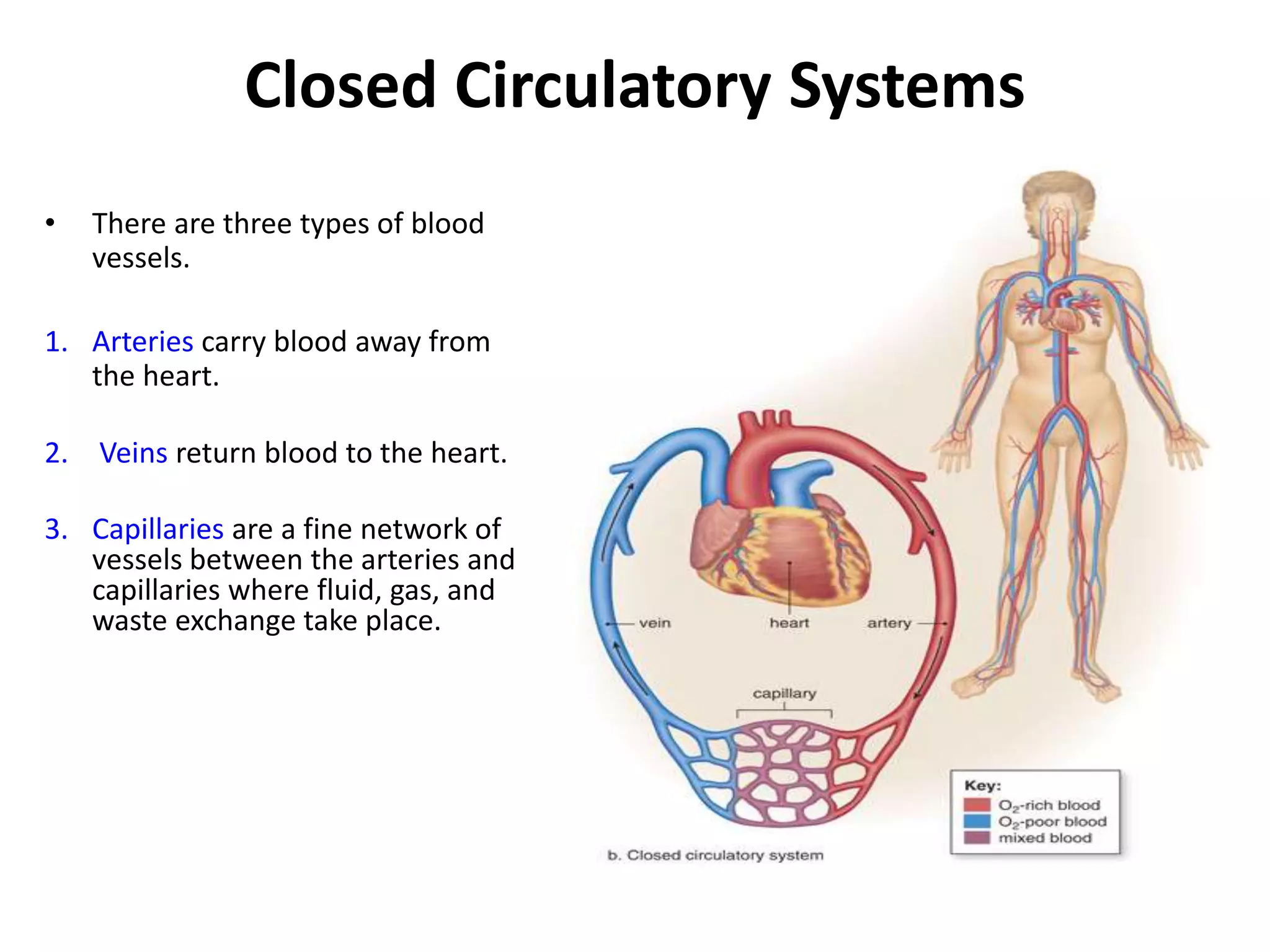 Closed Circulatory Systems
• There are three types of blood
vessels.
1. Arteries carry blood away from
the heart.
2. Veins return blood to the heart.
3. Capillaries are a fine network of
vessels between the arteries and
capillaries where fluid, gas, and
waste exchange take place.
 