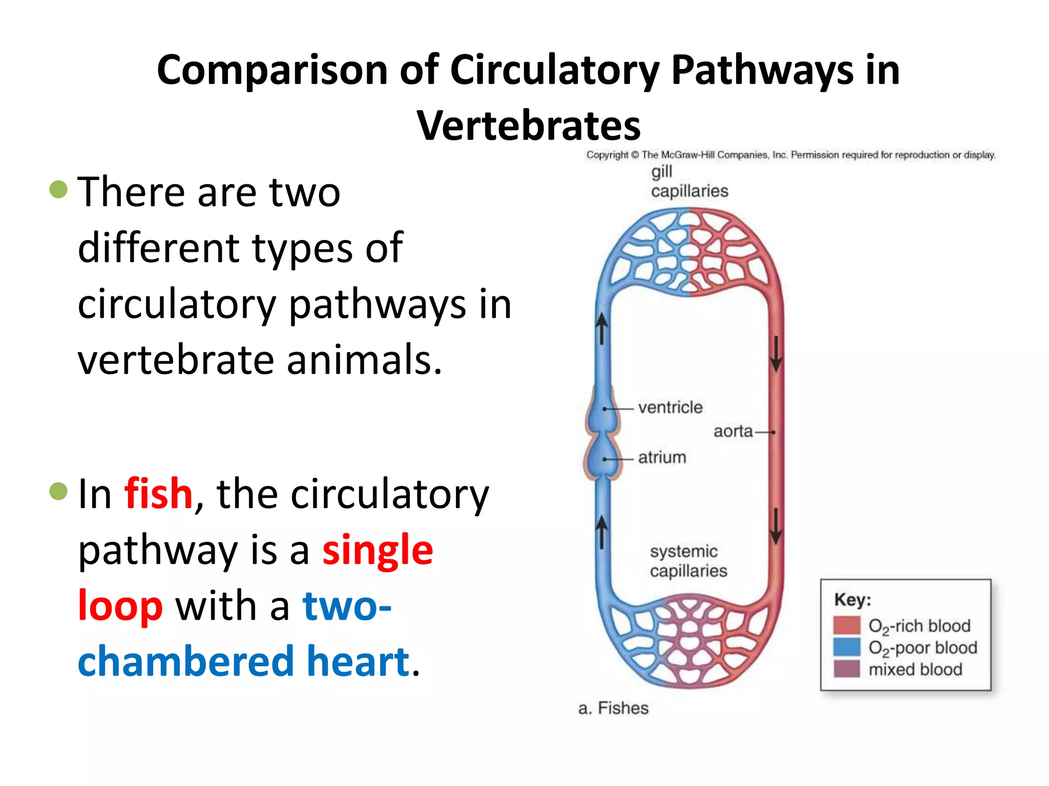 Comparison of Circulatory Pathways in
Vertebrates
There are two
different types of
circulatory pathways in
vertebrate animals.
In fish, the circulatory
pathway is a single
loop with a two-
chambered heart.
 