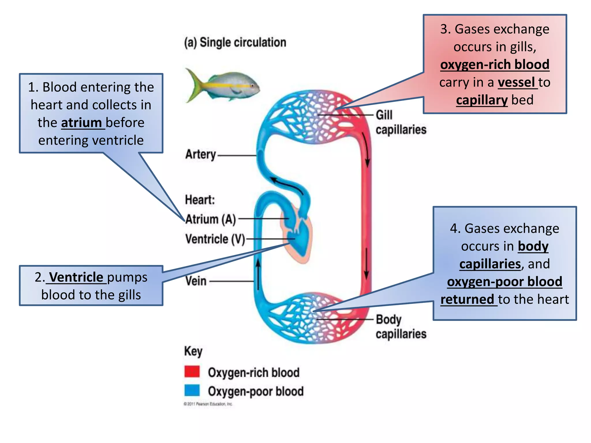 1. Blood entering the
heart and collects in
the atrium before
entering ventricle
2. Ventricle pumps
blood to the gills
3. Gases exchange
occurs in gills,
oxygen-rich blood
carry in a vessel to
capillary bed
4. Gases exchange
occurs in body
capillaries, and
oxygen-poor blood
returned to the heart
 