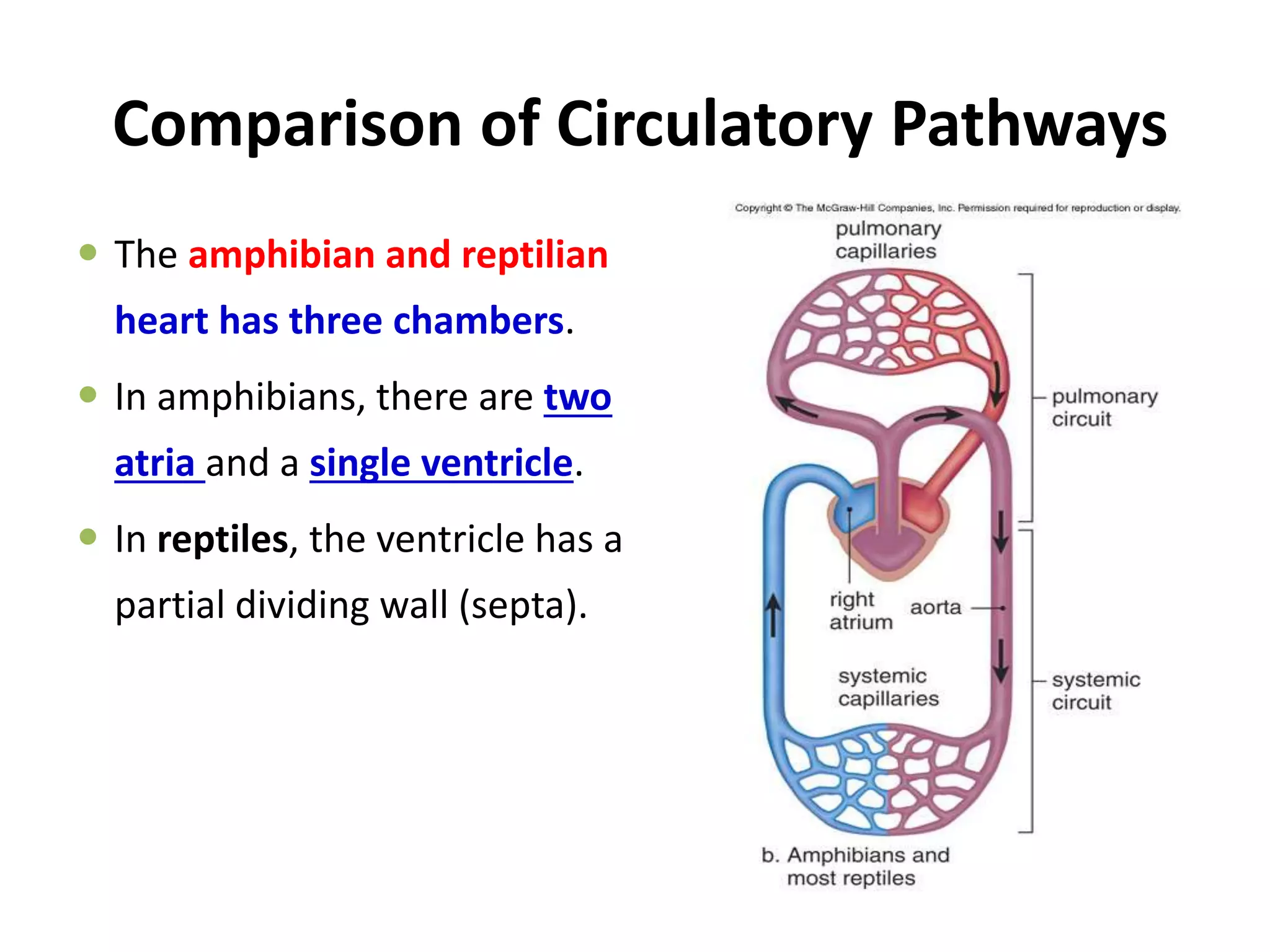 Comparison of Circulatory Pathways
 The amphibian and reptilian
heart has three chambers.
 In amphibians, there are two
atria and a single ventricle.
 In reptiles, the ventricle has a
partial dividing wall (septa).
 