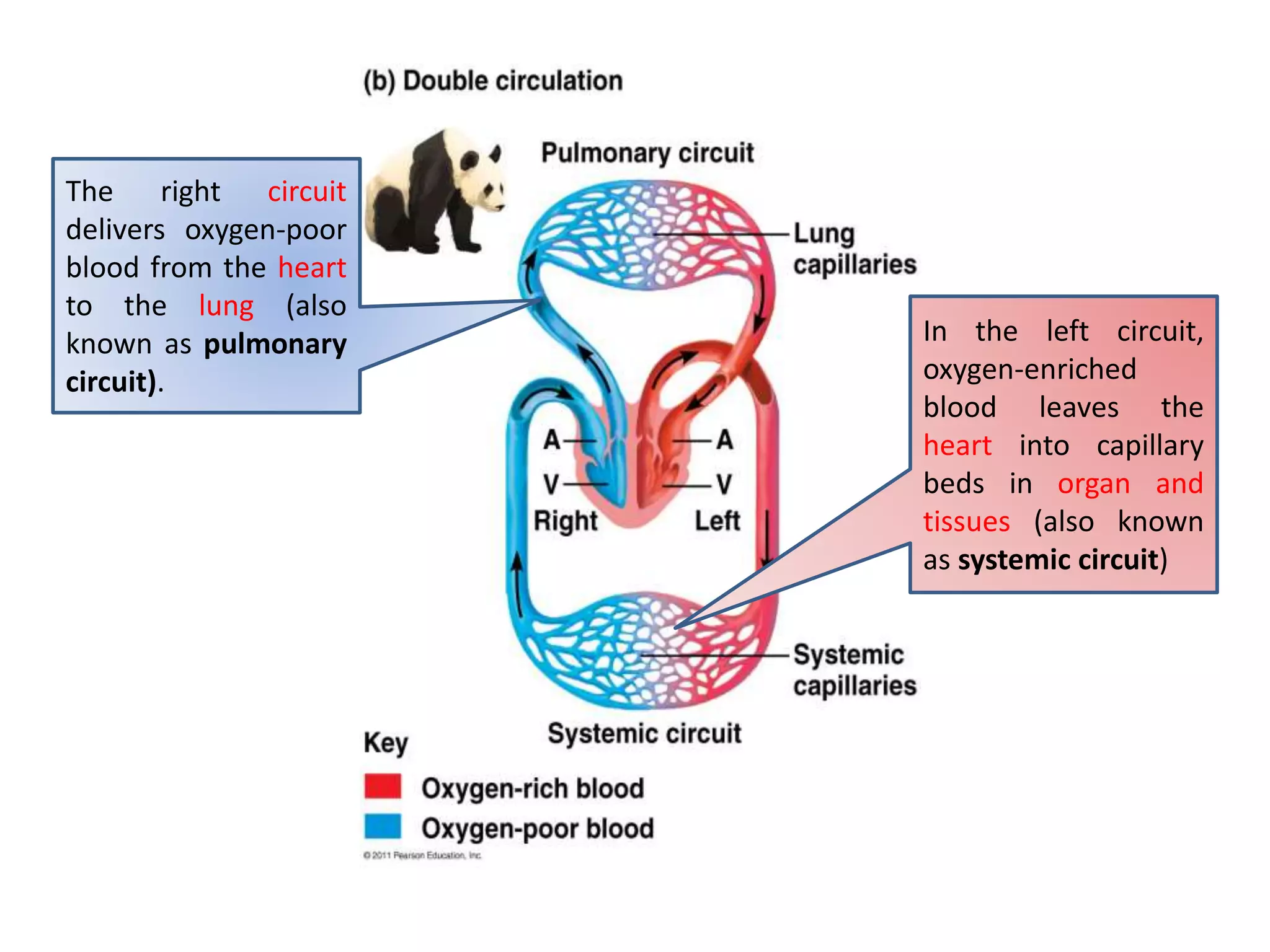 The right circuit
delivers oxygen-poor
blood from the heart
to the lung (also
known as pulmonary
circuit).
In the left circuit,
oxygen-enriched
blood leaves the
heart into capillary
beds in organ and
tissues (also known
as systemic circuit)
 