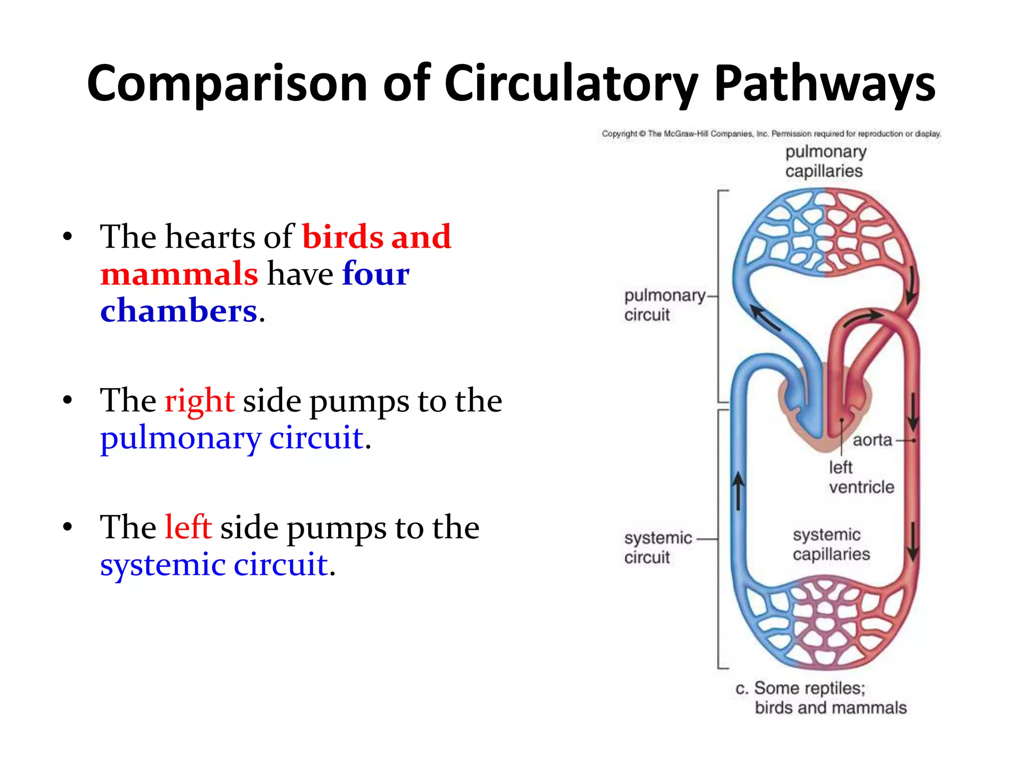 Comparison of Circulatory Pathways
• The hearts of birds and
mammals have four
chambers.
• The right side pumps to the
pulmonary circuit.
• The left side pumps to the
systemic circuit.
 