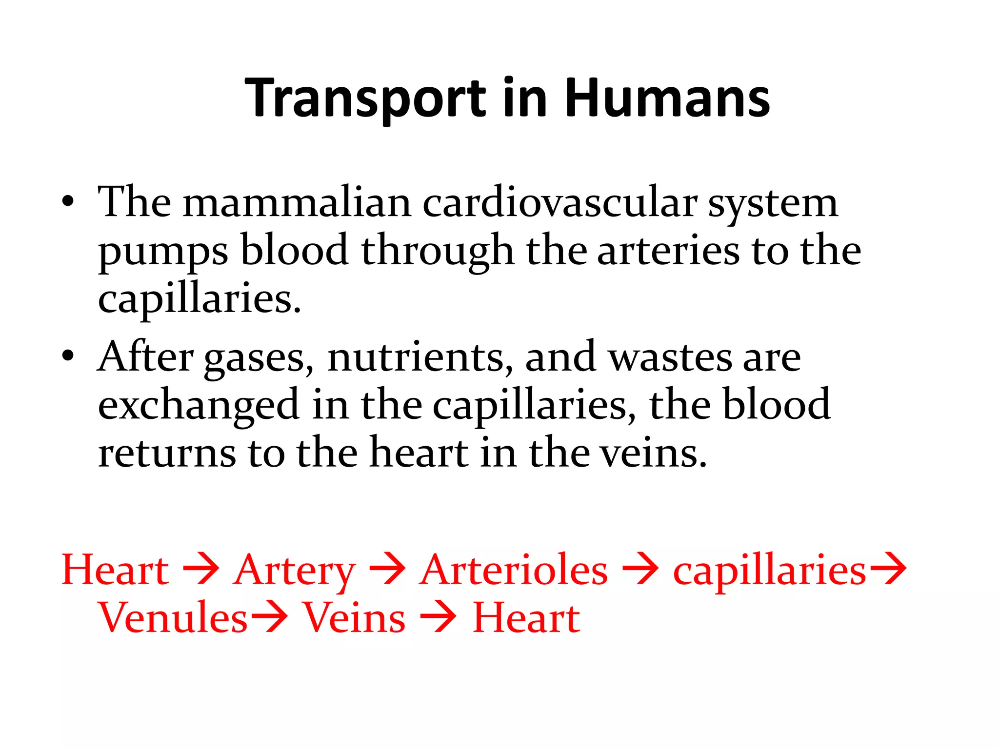 Transport in Humans
• The mammalian cardiovascular system
pumps blood through the arteries to the
capillaries.
• After gases, nutrients, and wastes are
exchanged in the capillaries, the blood
returns to the heart in the veins.
Heart  Artery  Arterioles  capillaries
Venules Veins  Heart
 