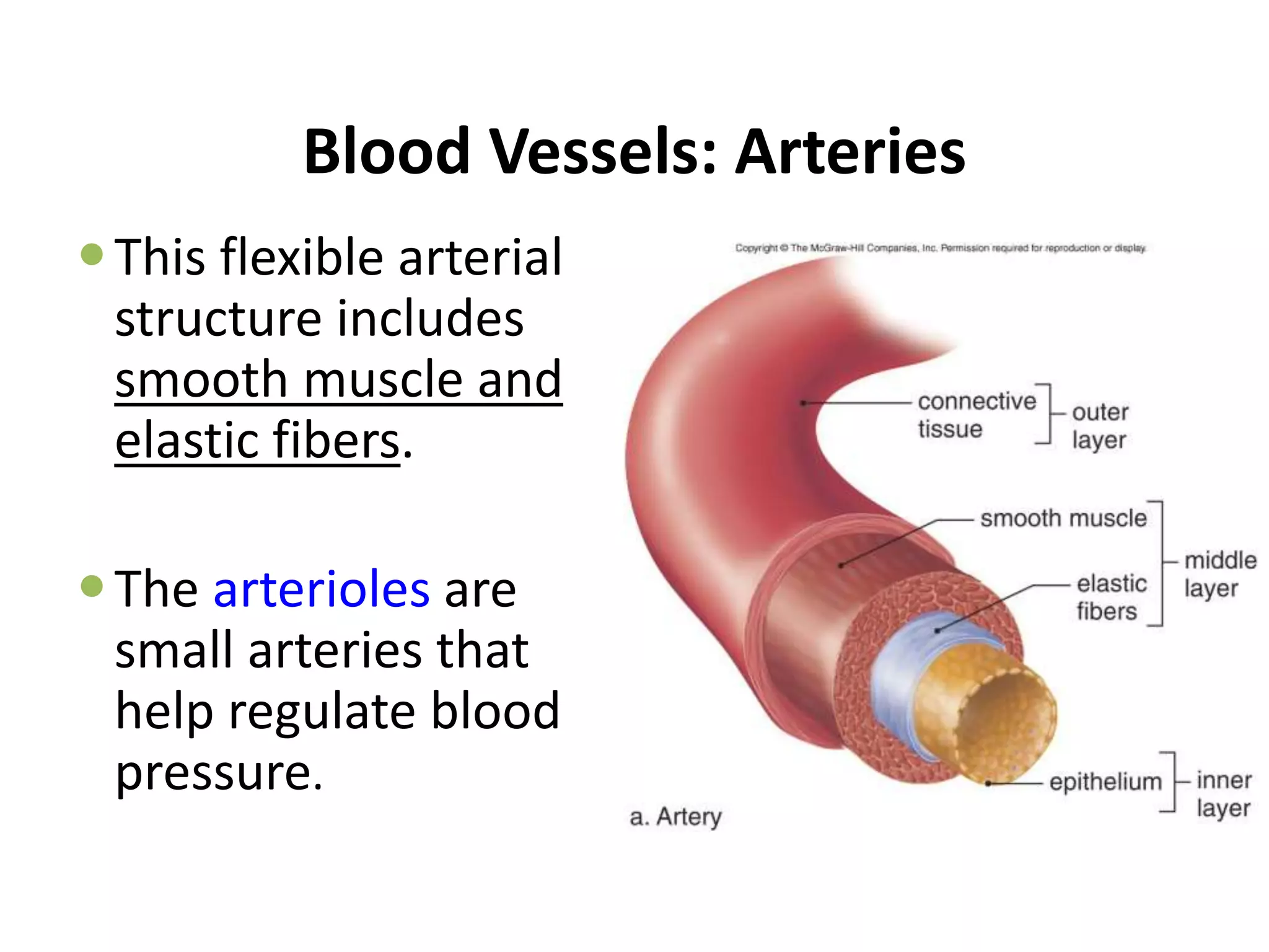 Blood Vessels: Arteries
This flexible arterial
structure includes
smooth muscle and
elastic fibers.
The arterioles are
small arteries that
help regulate blood
pressure.
 