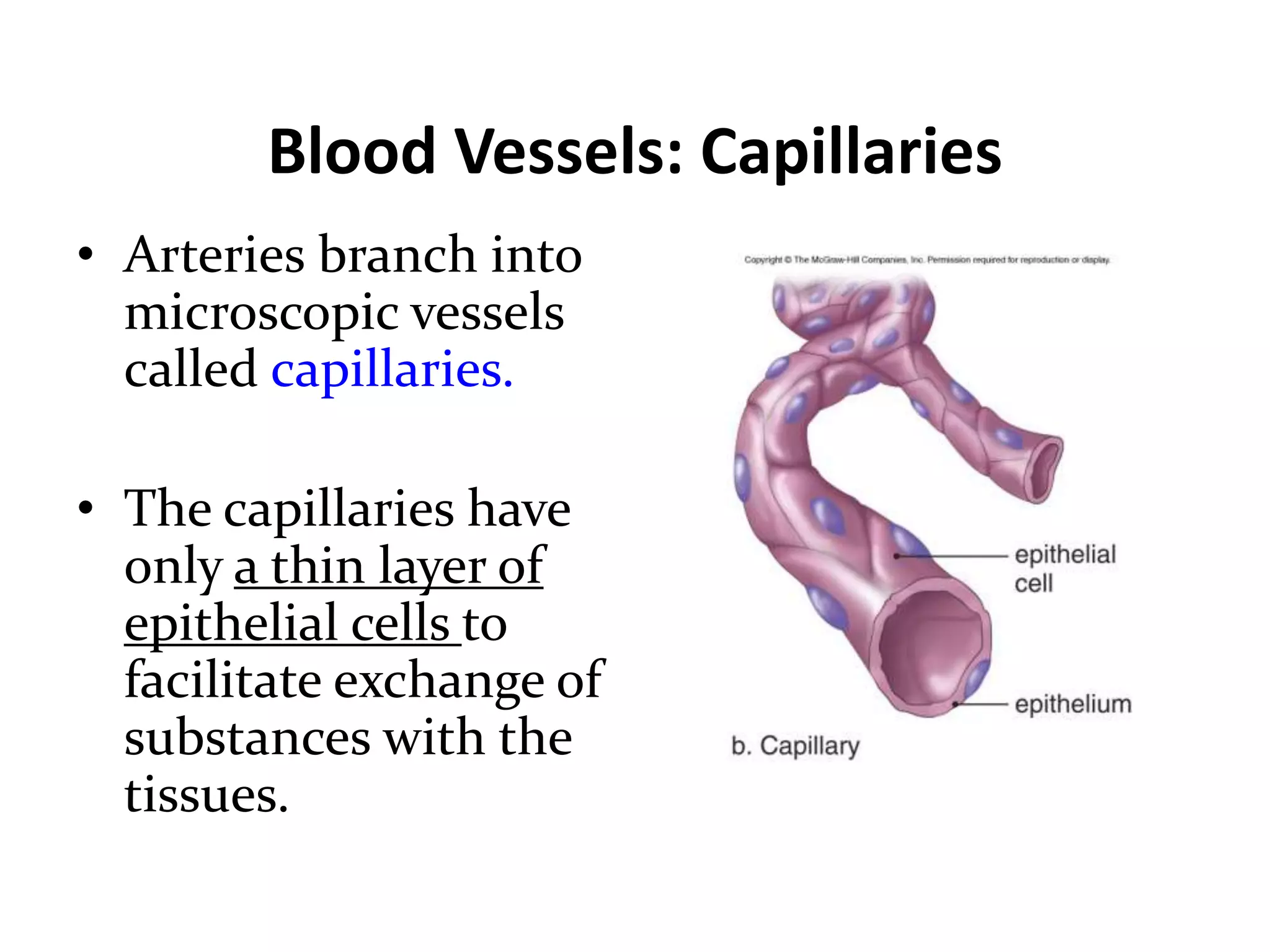 Blood Vessels: Capillaries
• Arteries branch into
microscopic vessels
called capillaries.
• The capillaries have
only a thin layer of
epithelial cells to
facilitate exchange of
substances with the
tissues.
 