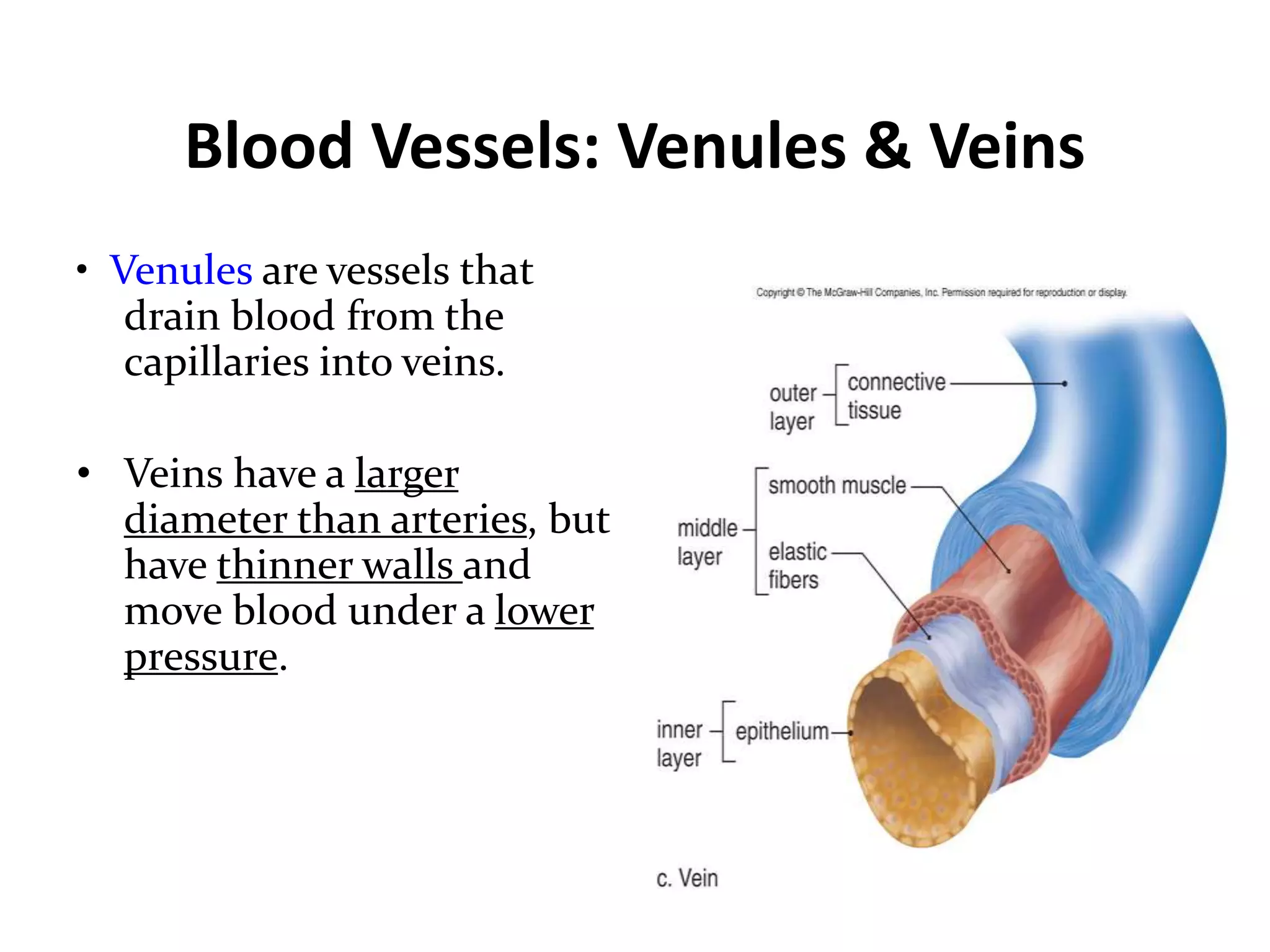 Blood Vessels: Venules & Veins
• Venules are vessels that
drain blood from the
capillaries into veins.
• Veins have a larger
diameter than arteries, but
have thinner walls and
move blood under a lower
pressure.
 