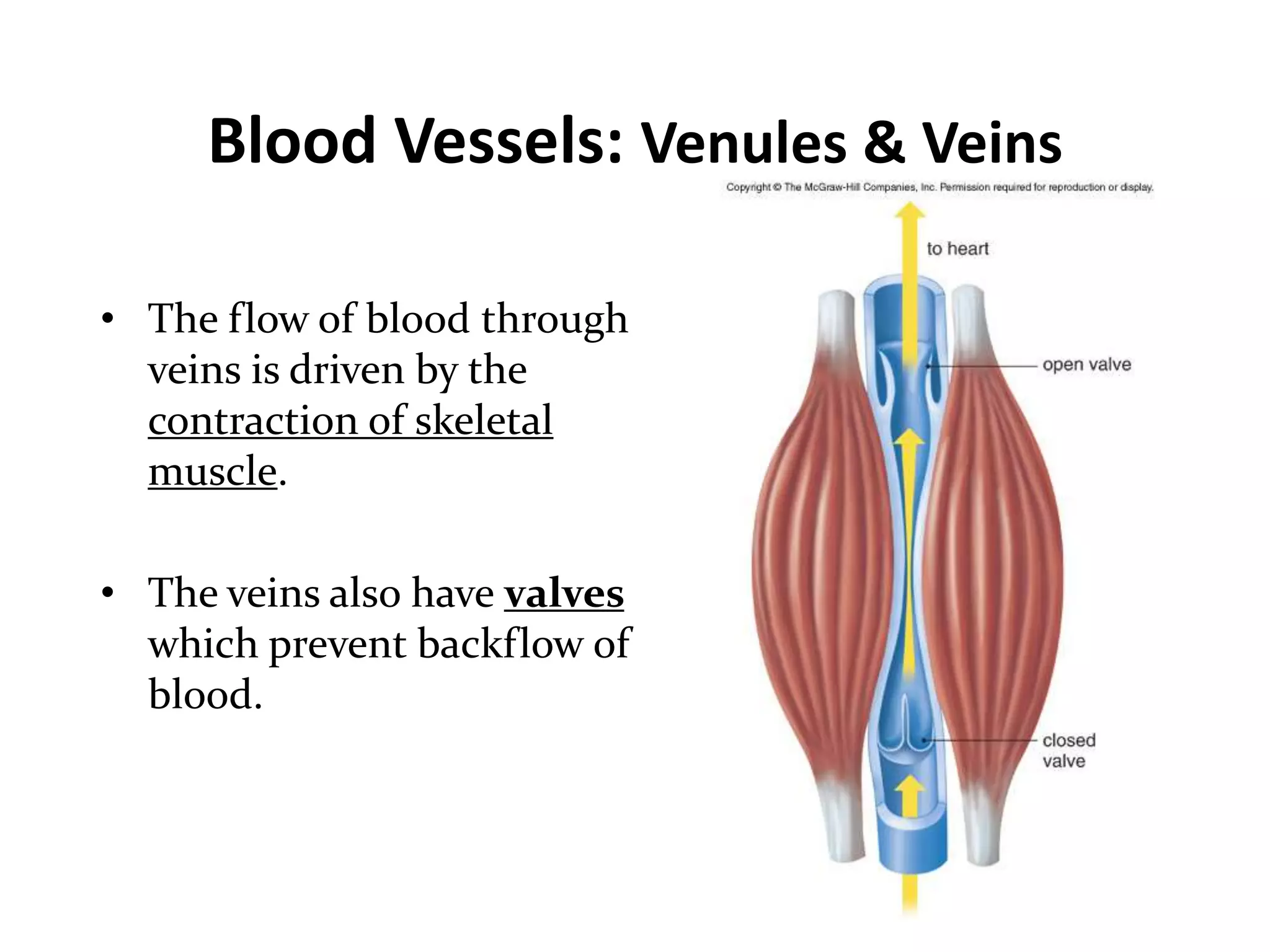 Blood Vessels: Venules & Veins
• The flow of blood through
veins is driven by the
contraction of skeletal
muscle.
• The veins also have valves
which prevent backflow of
blood.
 