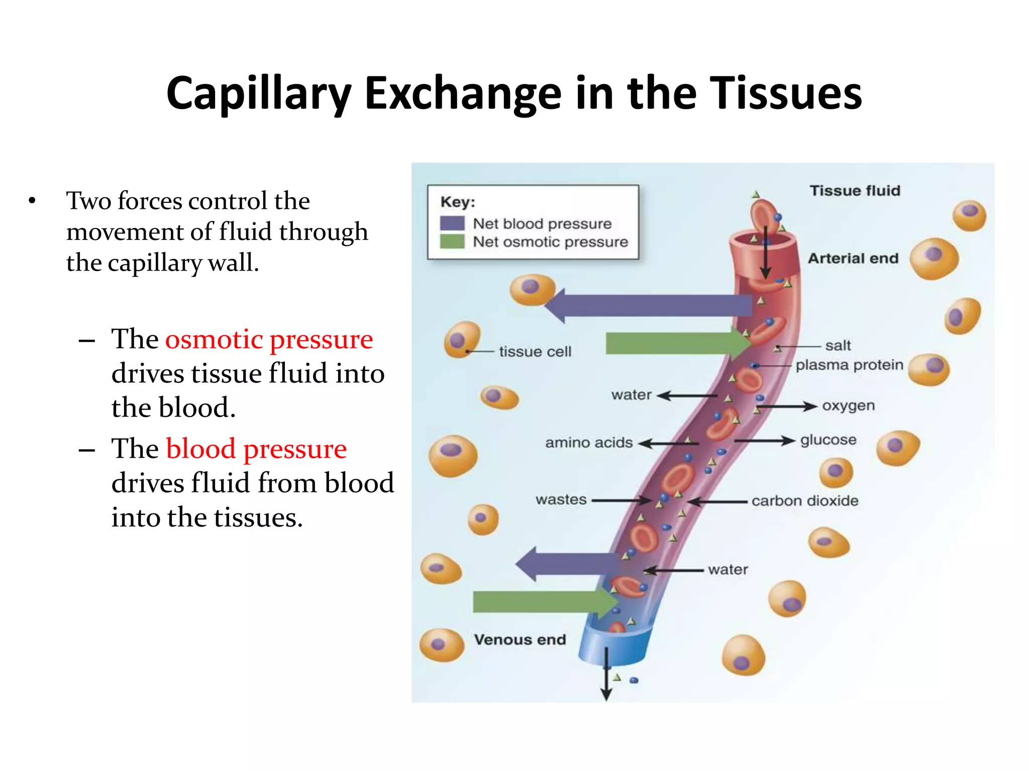 Capillary Exchange in the Tissues
• Two forces control the
movement of fluid through
the capillary wall.
– The osmotic pressure
drives tissue fluid into
the blood.
– The blood pressure
drives fluid from blood
into the tissues.
 