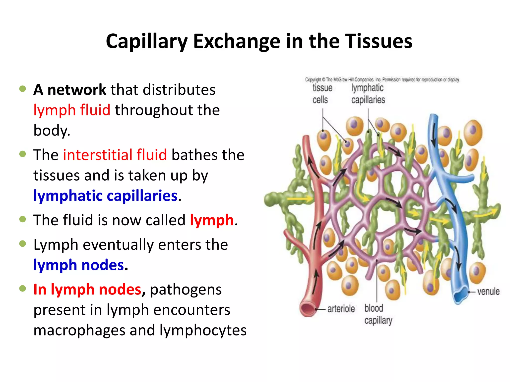 Capillary Exchange in the Tissues
 A network that distributes
lymph fluid throughout the
body.
 The interstitial fluid bathes the
tissues and is taken up by
lymphatic capillaries.
 The fluid is now called lymph.
 Lymph eventually enters the
lymph nodes.
 In lymph nodes, pathogens
present in lymph encounters
macrophages and lymphocytes
 