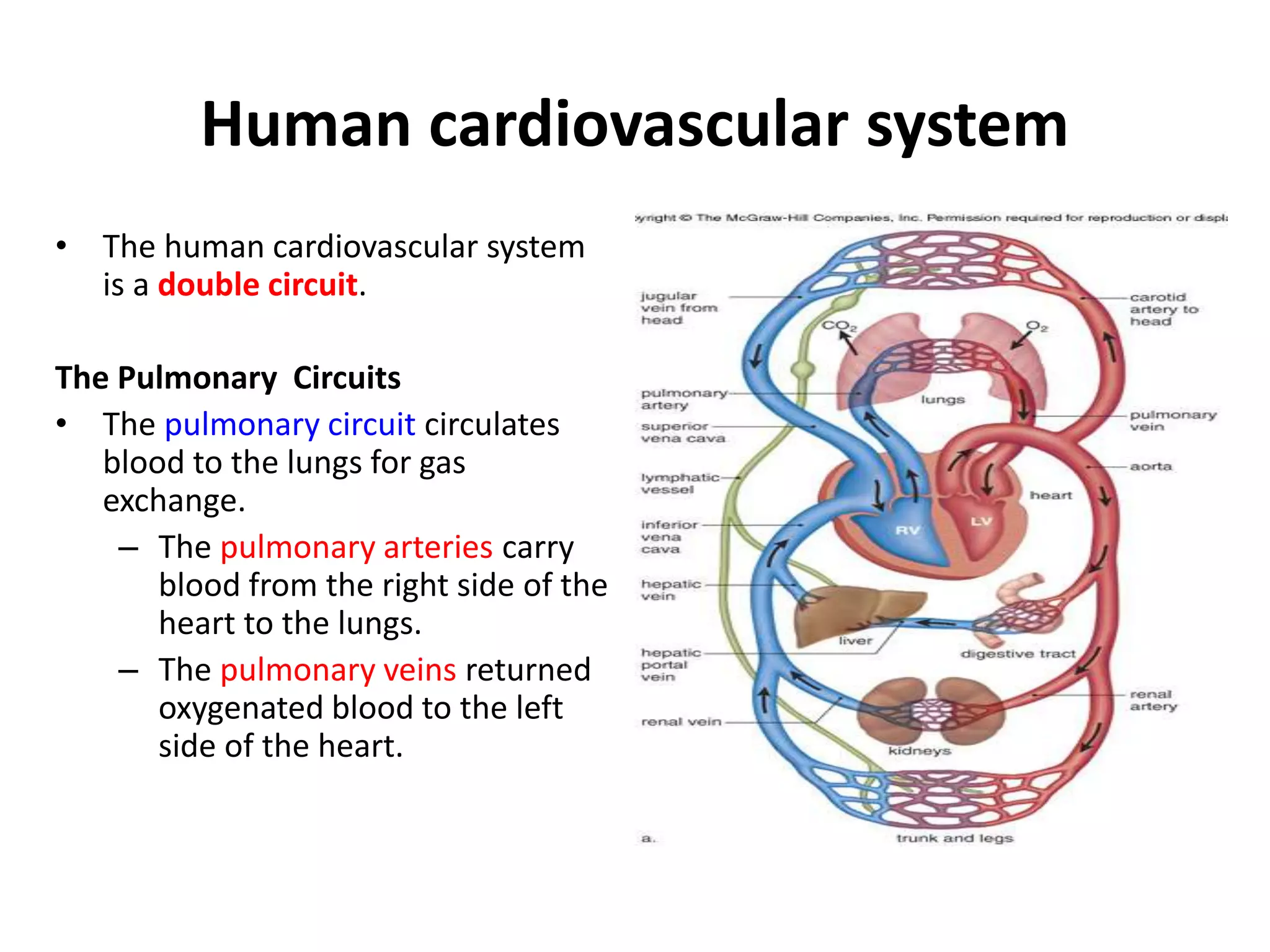 Human cardiovascular system
• The human cardiovascular system
is a double circuit.
The Pulmonary Circuits
• The pulmonary circuit circulates
blood to the lungs for gas
exchange.
– The pulmonary arteries carry
blood from the right side of the
heart to the lungs.
– The pulmonary veins returned
oxygenated blood to the left
side of the heart.
 