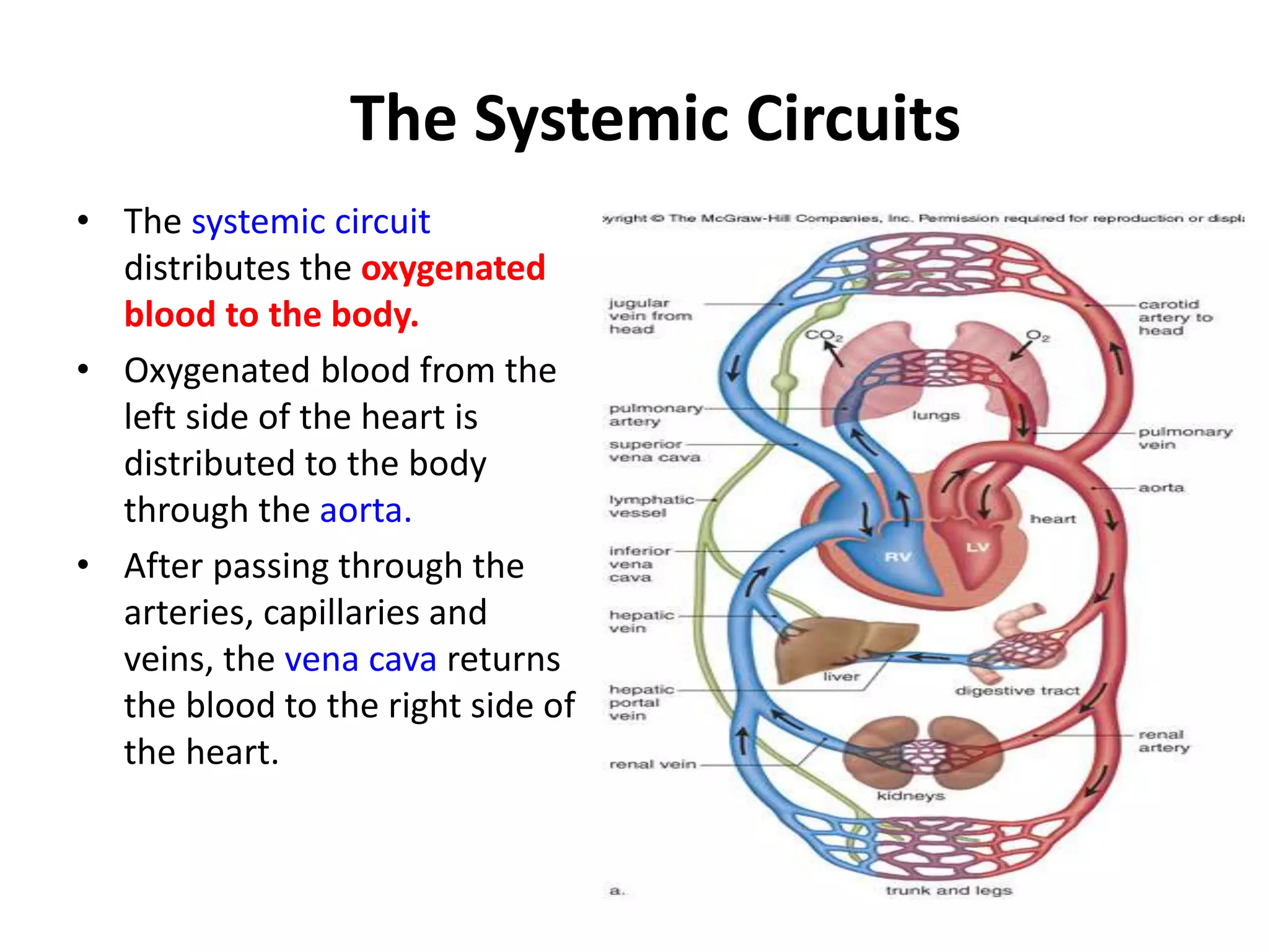 The Systemic Circuits
• The systemic circuit
distributes the oxygenated
blood to the body.
• Oxygenated blood from the
left side of the heart is
distributed to the body
through the aorta.
• After passing through the
arteries, capillaries and
veins, the vena cava returns
the blood to the right side of
the heart.
 