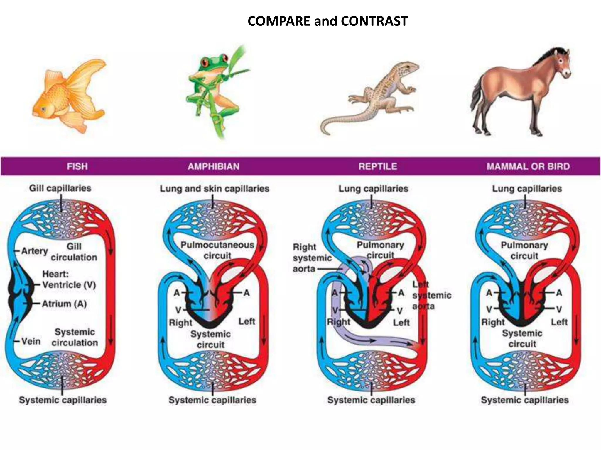 COMPARE and CONTRAST
 