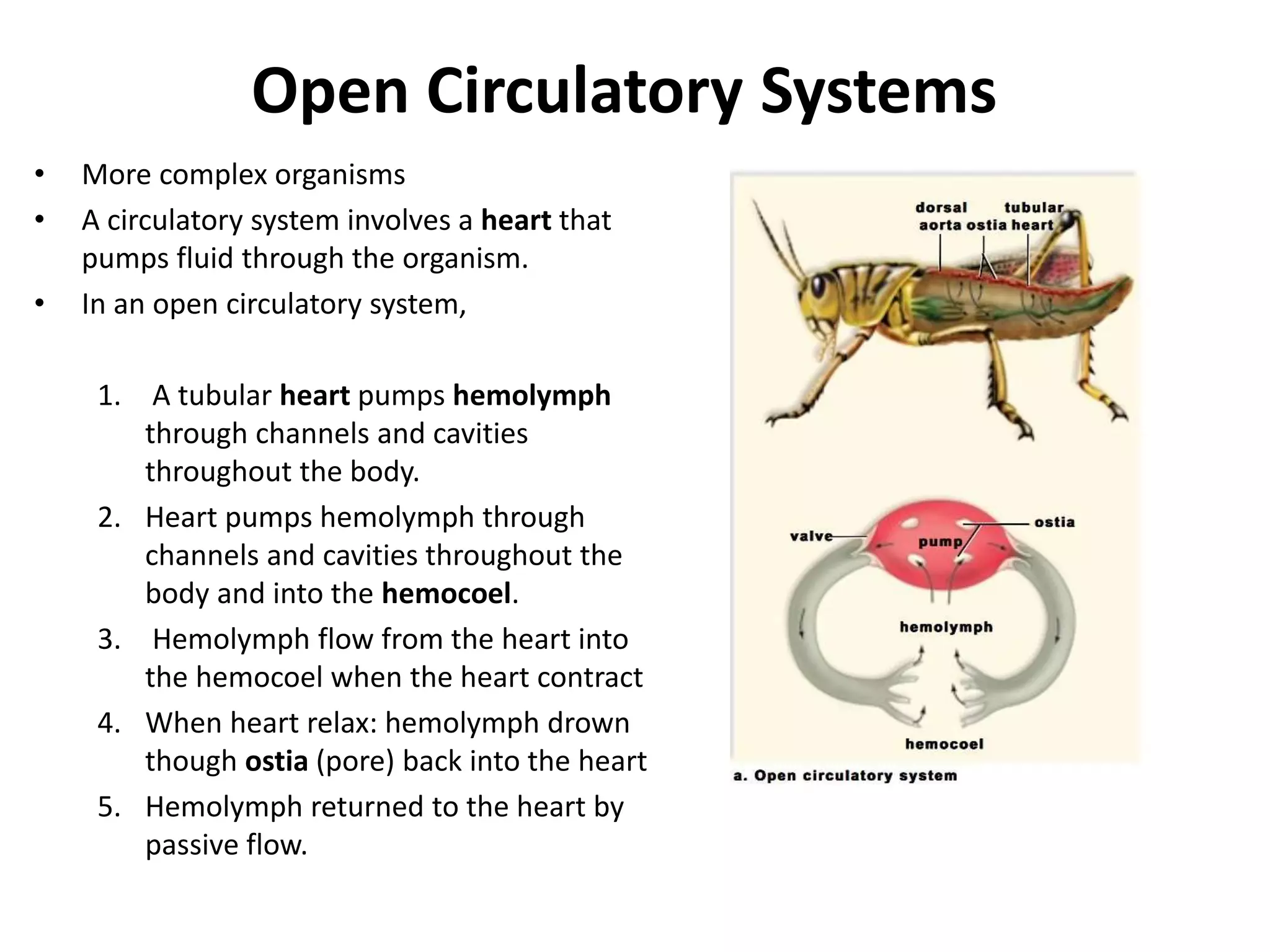 Open Circulatory Systems
• More complex organisms
• A circulatory system involves a heart that
pumps fluid through the organism.
• In an open circulatory system,
1. A tubular heart pumps hemolymph
through channels and cavities
throughout the body.
2. Heart pumps hemolymph through
channels and cavities throughout the
body and into the hemocoel.
3. Hemolymph flow from the heart into
the hemocoel when the heart contract
4. When heart relax: hemolymph drown
though ostia (pore) back into the heart
5. Hemolymph returned to the heart by
passive flow.
 