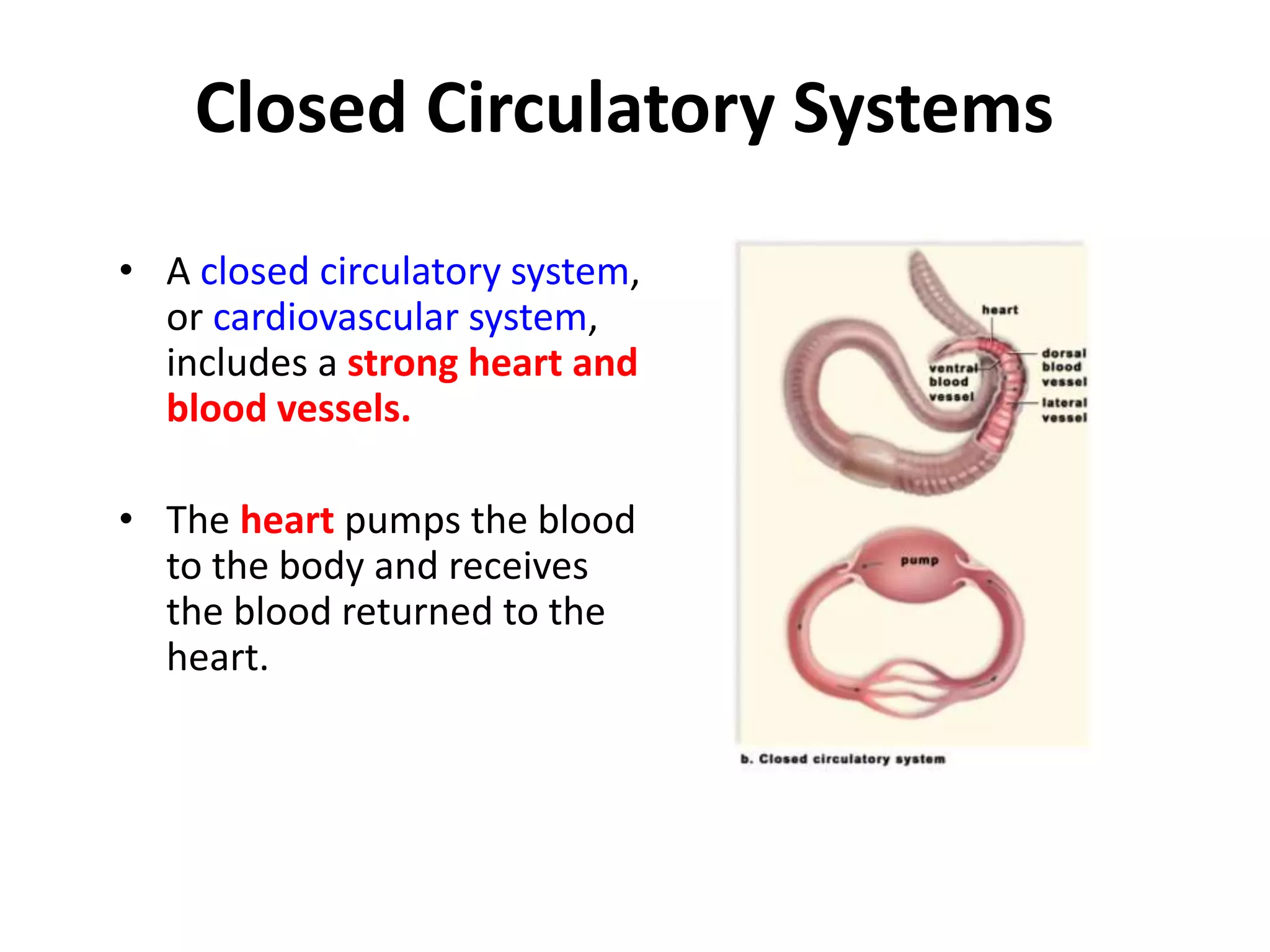 Closed Circulatory Systems
• A closed circulatory system,
or cardiovascular system,
includes a strong heart and
blood vessels.
• The heart pumps the blood
to the body and receives
the blood returned to the
heart.
 