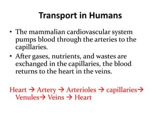 Transport in Humans
• The mammalian cardiovascular system
pumps blood through the arteries to the
capillaries.
• After gas...