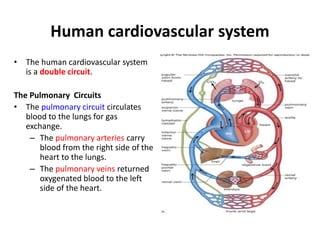 The Systemic Circuits
• The systemic circuit
distributes the oxygenated
blood to the body.
• Oxygenated blood from the
lef...