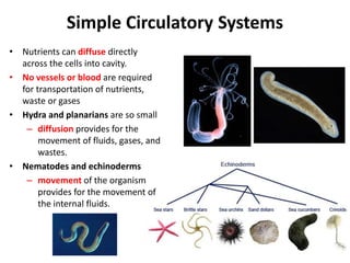 Simple Circulatory Systems
• Nutrients can diffuse directly
across the cells into cavity.
• No vessels or blood are requir...