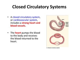 Closed Circulatory Systems
• A closed circulatory system,
or cardiovascular system,
includes a strong heart and
blood vess...