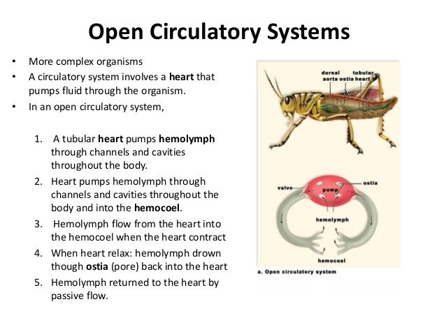 Topic 3 Circulatory System part 1