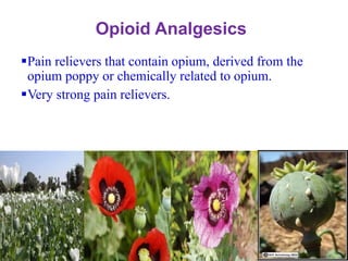 Opioid Analgesics
▪Pain relievers that contain opium, derived from the
opium poppy or chemically related to opium.
▪Very strong pain relievers.
 