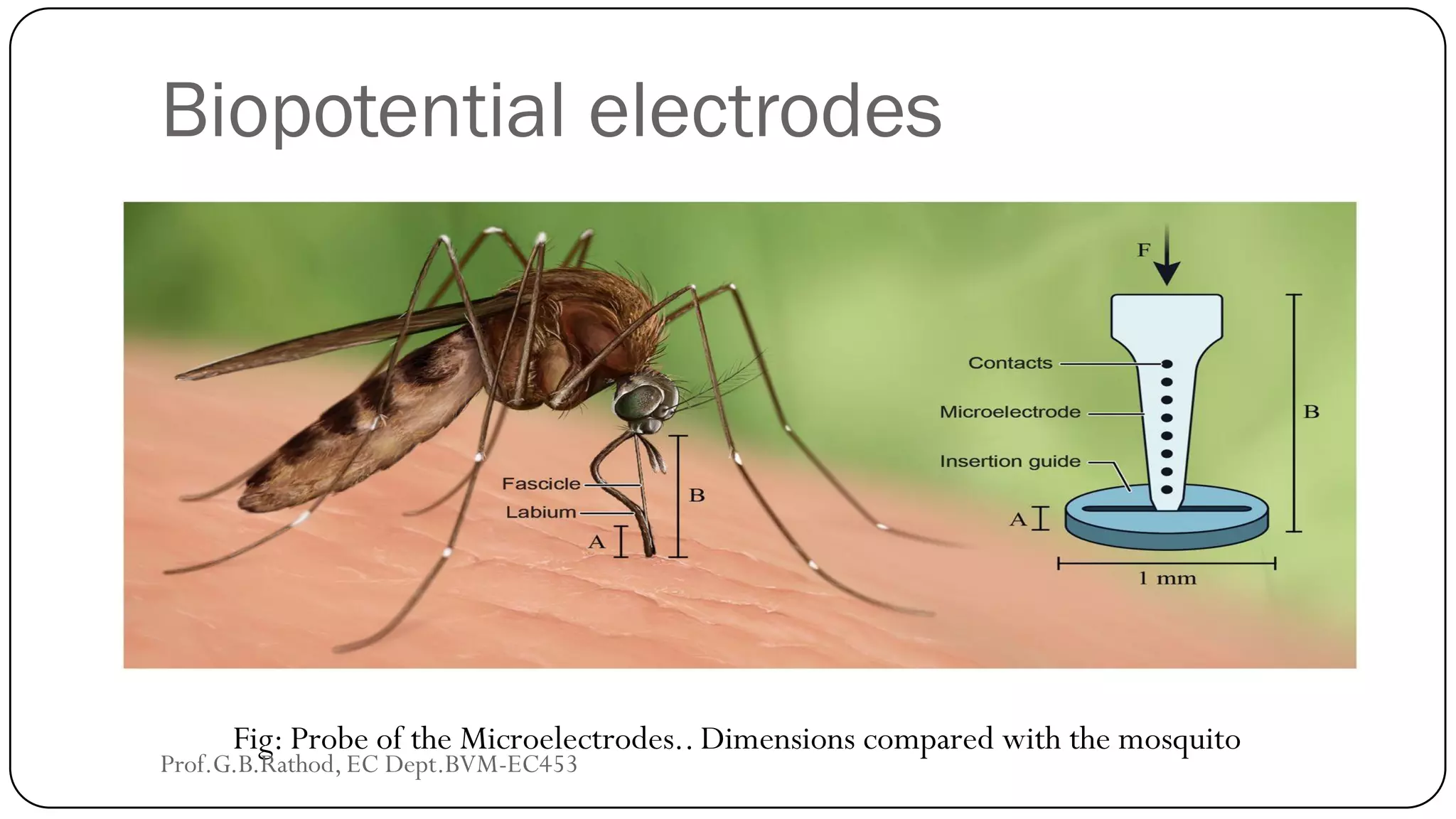 Biopotential electrodes
Fig: Probe of the Microelectrodes.. Dimensions compared with the mosquito
Prof.G.B.Rathod, EC Dept.BVM-EC453
 