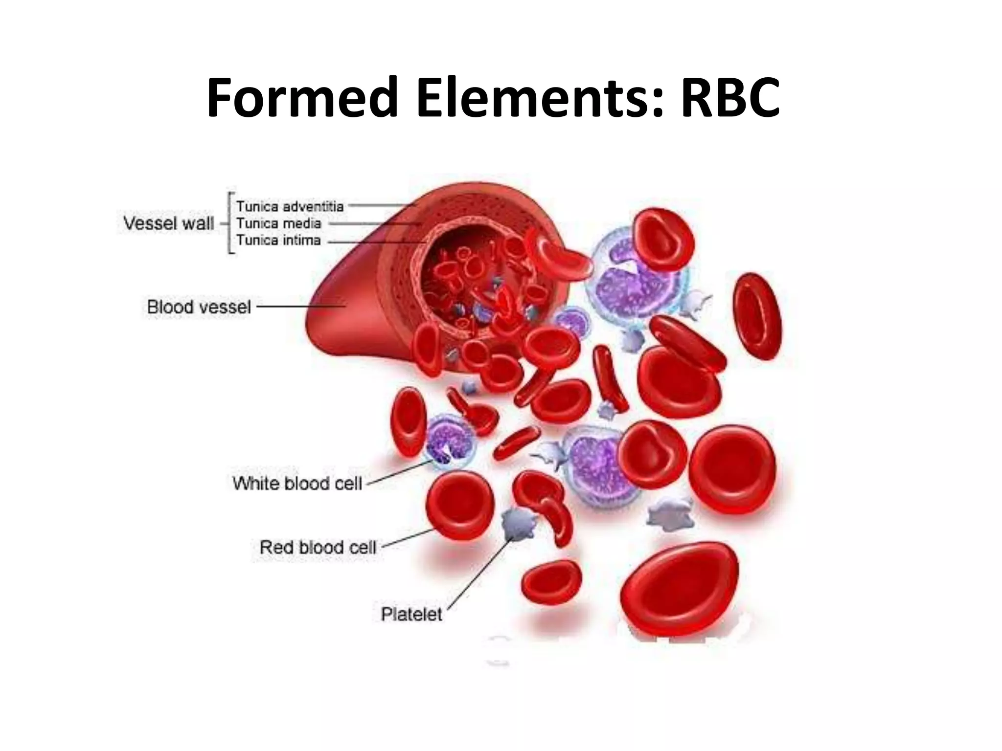 Formed Elements: RBC
 