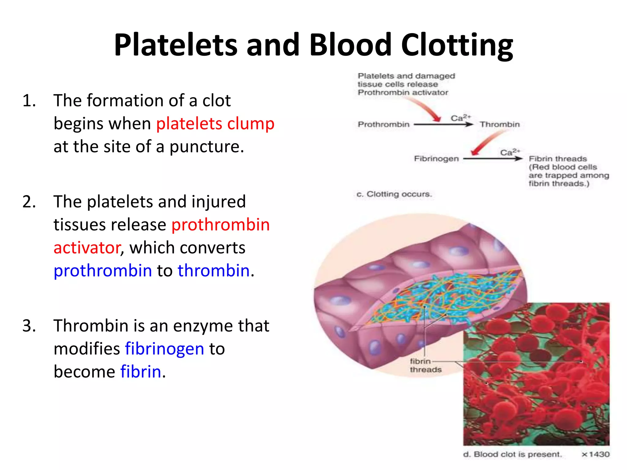 Platelets and Blood Clotting
1. The formation of a clot
begins when platelets clump
at the site of a puncture.
2. The platelets and injured
tissues release prothrombin
activator, which converts
prothrombin to thrombin.
3. Thrombin is an enzyme that
modifies fibrinogen to
become fibrin.
 