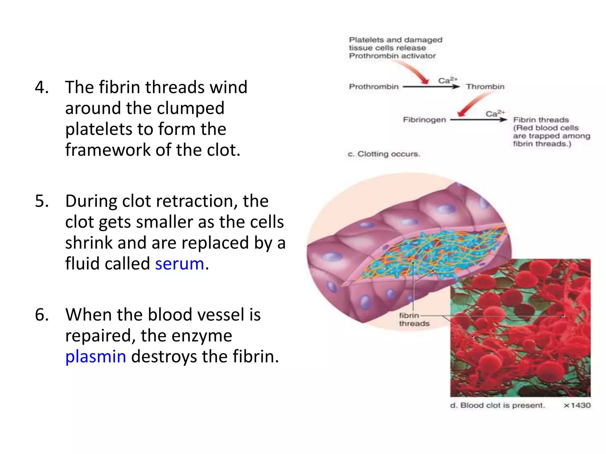 4. The fibrin threads wind
around the clumped
platelets to form the
framework of the clot.
5. During clot retraction, the
clot gets smaller as the cells
shrink and are replaced by a
fluid called serum.
6. When the blood vessel is
repaired, the enzyme
plasmin destroys the fibrin.
 