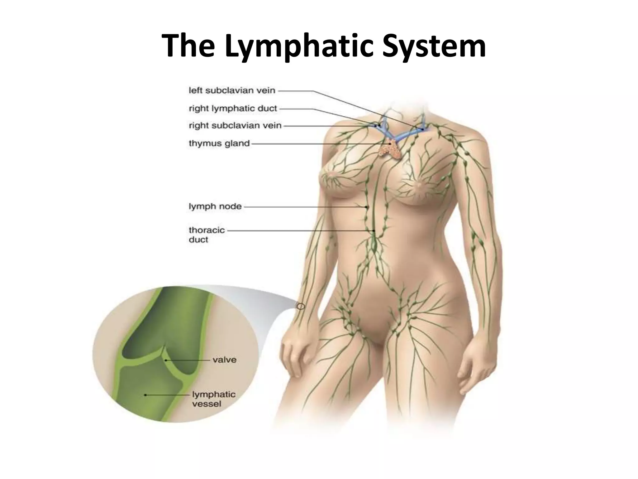 The Lymphatic System
 