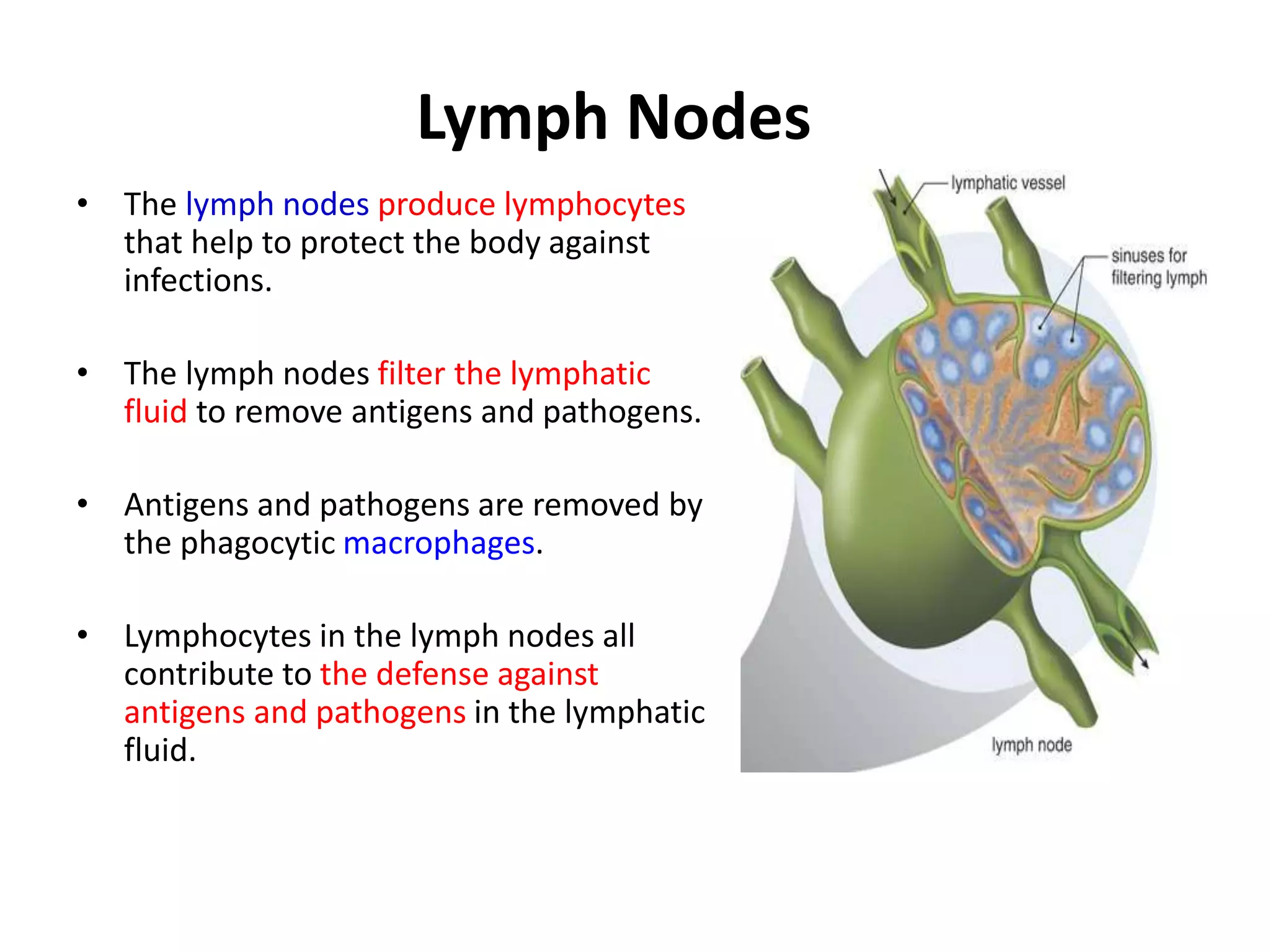Lymph Nodes
• The lymph nodes produce lymphocytes
that help to protect the body against
infections.
• The lymph nodes filter the lymphatic
fluid to remove antigens and pathogens.
• Antigens and pathogens are removed by
the phagocytic macrophages.
• Lymphocytes in the lymph nodes all
contribute to the defense against
antigens and pathogens in the lymphatic
fluid.
 