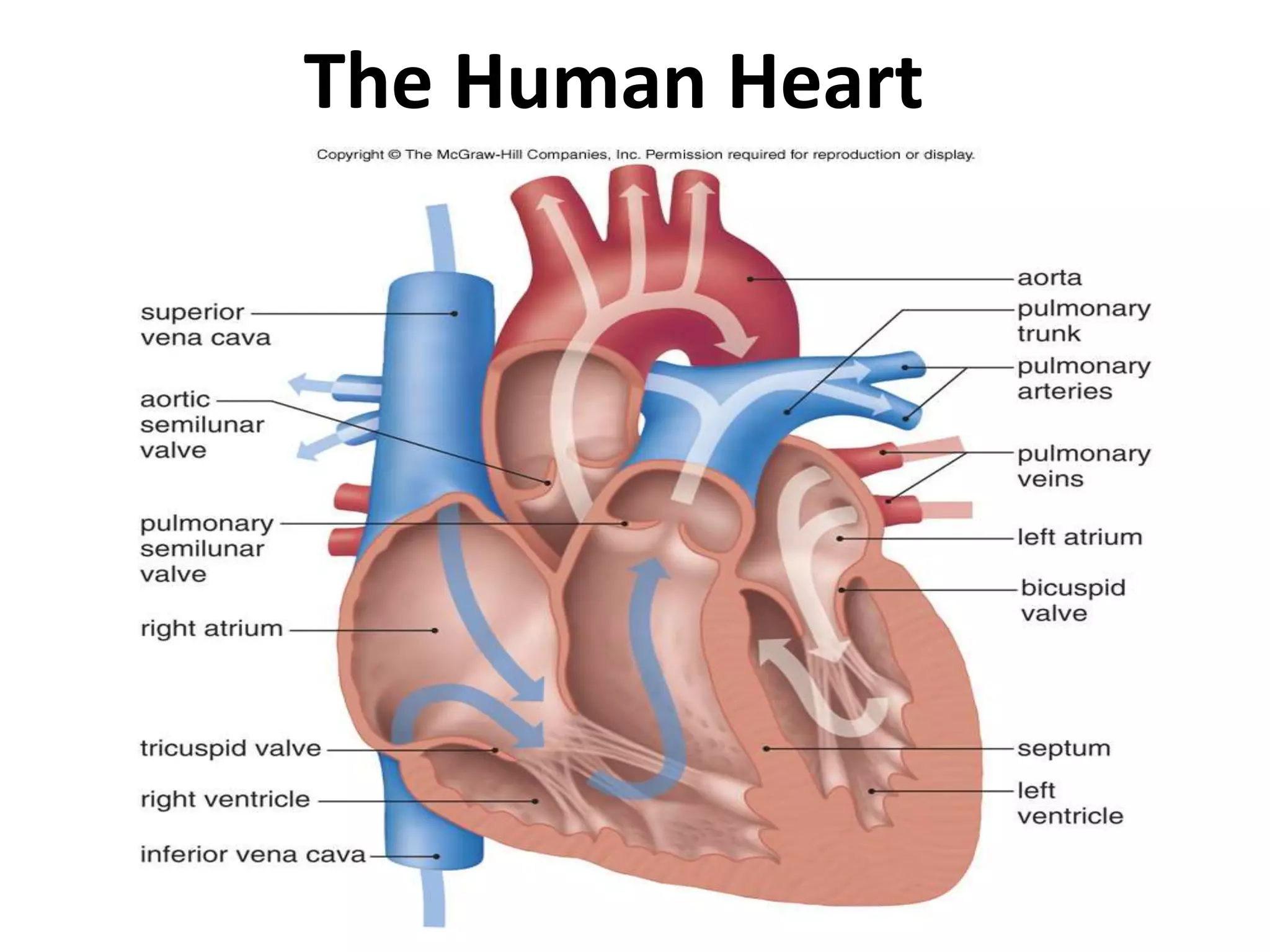 The Human Heart
 