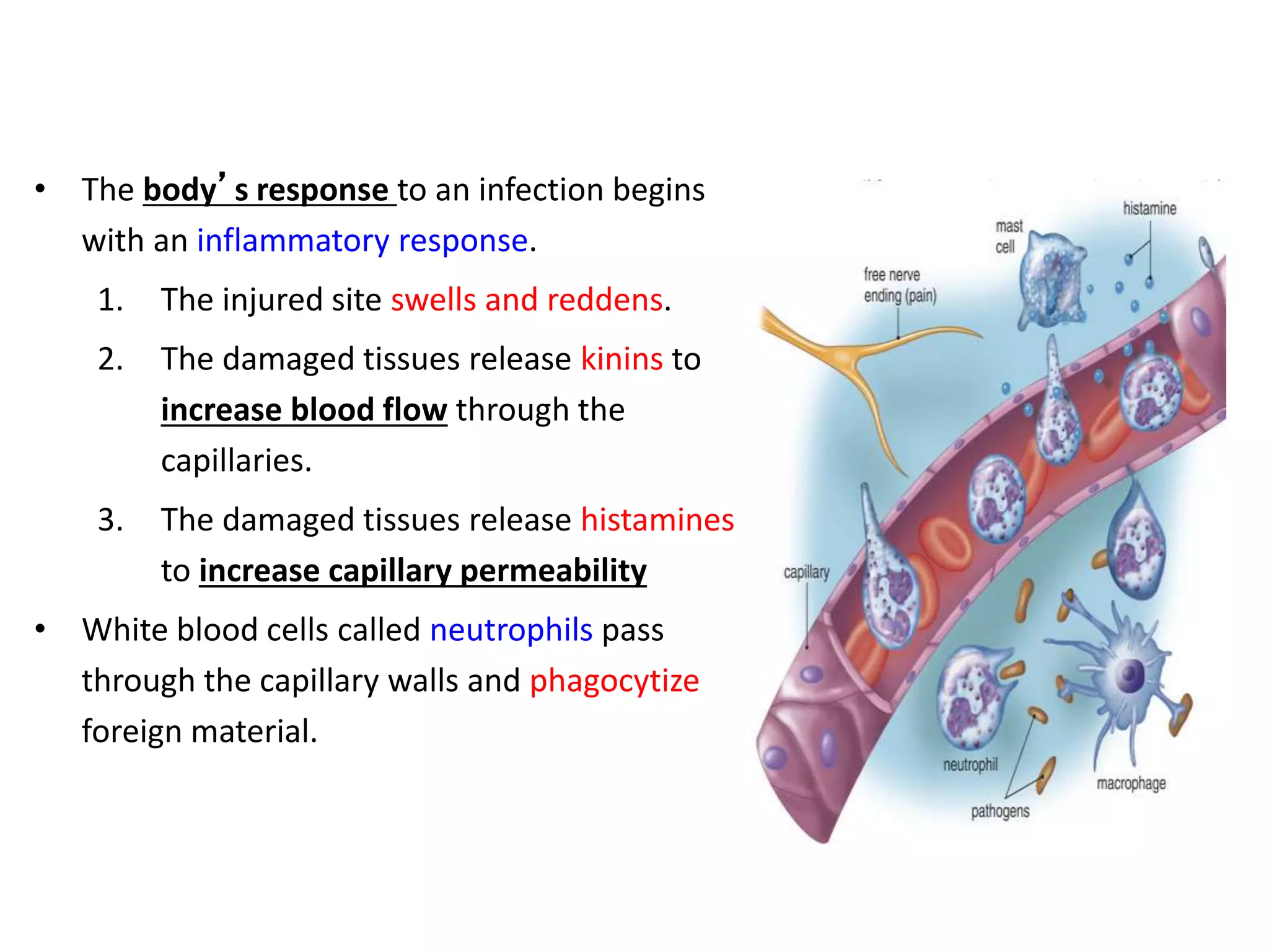 • The body’s response to an infection begins
with an inflammatory response.
1. The injured site swells and reddens.
2. The damaged tissues release kinins to
increase blood flow through the
capillaries.
3. The damaged tissues release histamines
to increase capillary permeability
• White blood cells called neutrophils pass
through the capillary walls and phagocytize
foreign material.
 