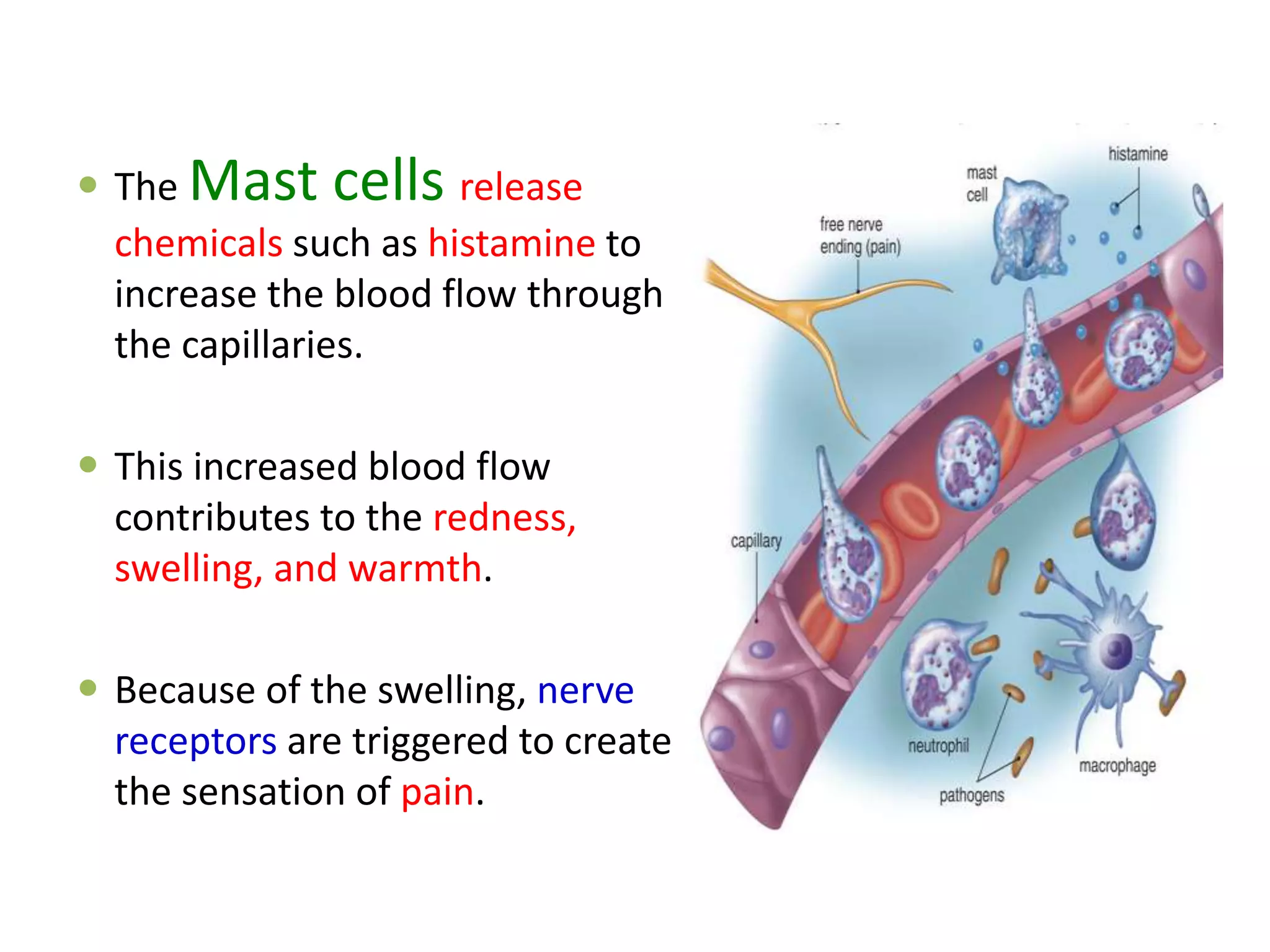  The Mast cells release
chemicals such as histamine to
increase the blood flow through
the capillaries.
 This increased blood flow
contributes to the redness,
swelling, and warmth.
 Because of the swelling, nerve
receptors are triggered to create
the sensation of pain.
 