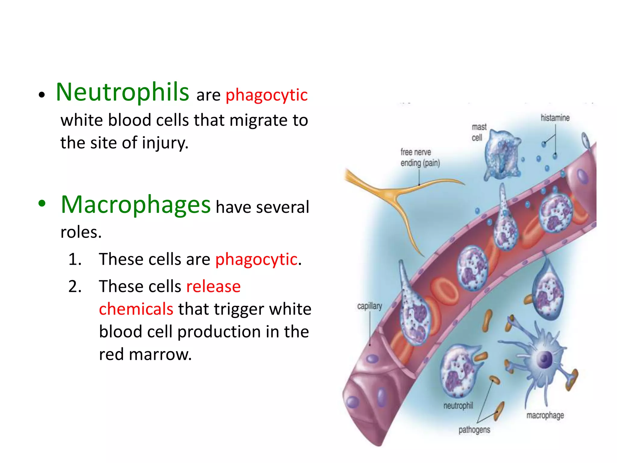• Neutrophils are phagocytic
white blood cells that migrate to
the site of injury.
• Macrophageshave several
roles.
1. These cells are phagocytic.
2. These cells release
chemicals that trigger white
blood cell production in the
red marrow.
 