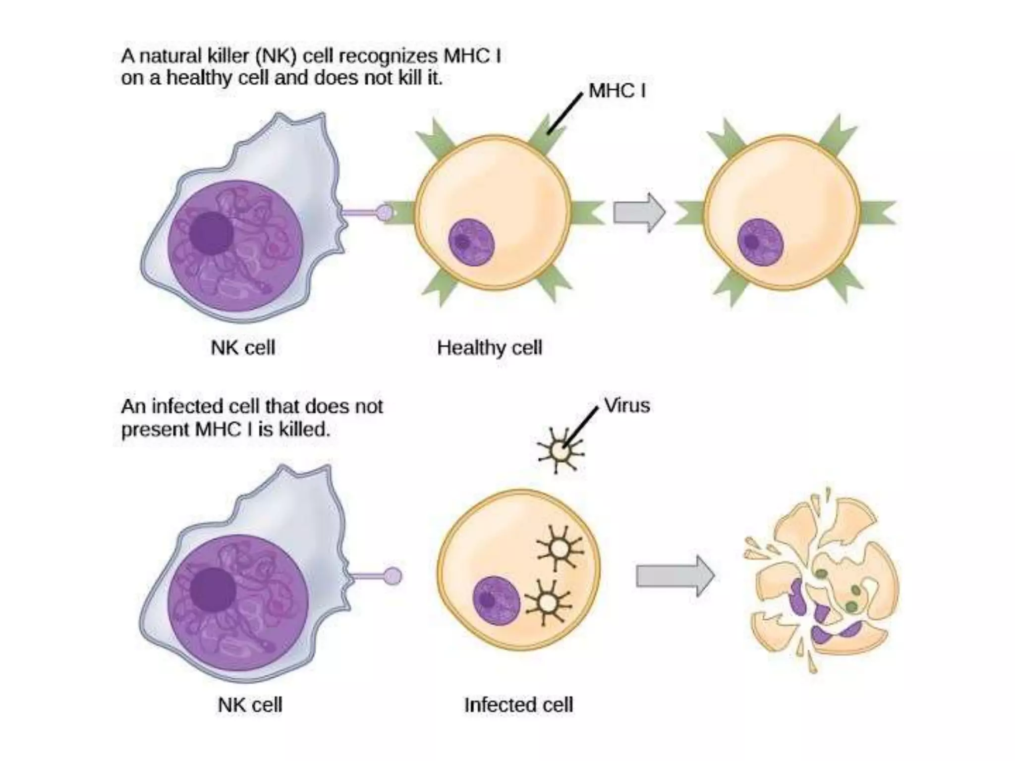 Topic 3 Circulatory System part 2