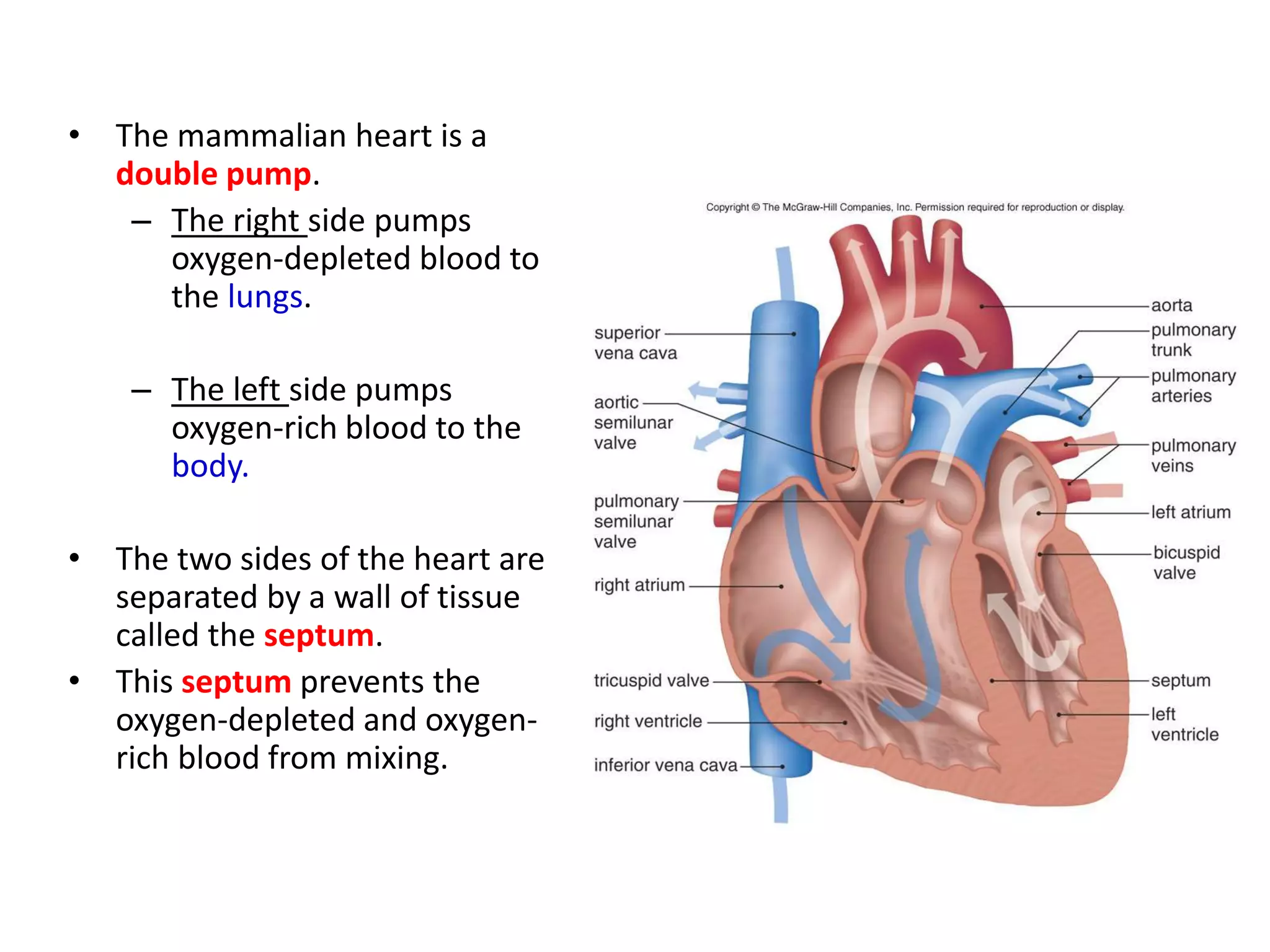 • The mammalian heart is a
double pump.
– The right side pumps
oxygen-depleted blood to
the lungs.
– The left side pumps
oxygen-rich blood to the
body.
• The two sides of the heart are
separated by a wall of tissue
called the septum.
• This septum prevents the
oxygen-depleted and oxygen-
rich blood from mixing.
 