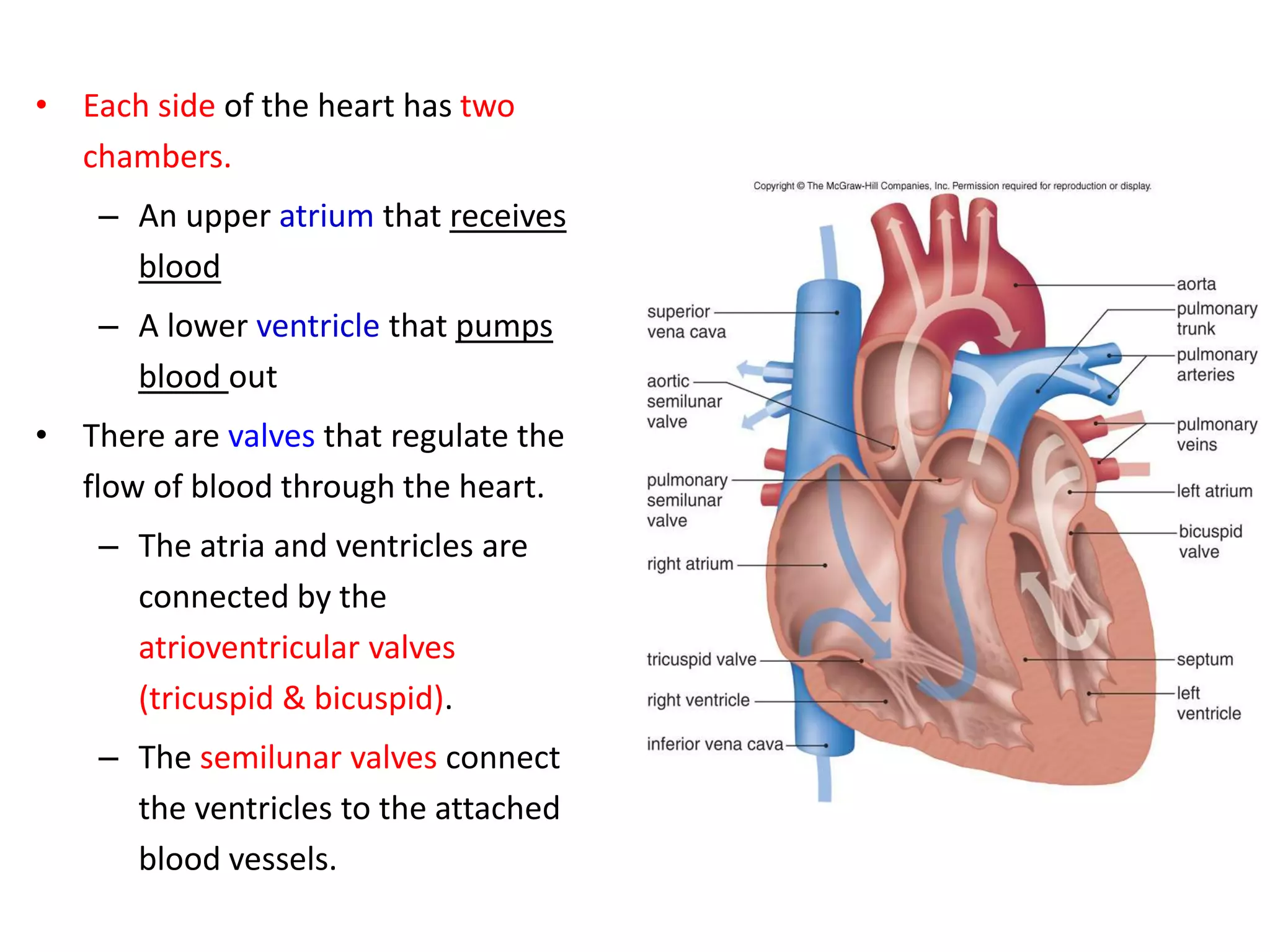 • Each side of the heart has two
chambers.
– An upper atrium that receives
blood
– A lower ventricle that pumps
blood out
• There are valves that regulate the
flow of blood through the heart.
– The atria and ventricles are
connected by the
atrioventricular valves
(tricuspid & bicuspid).
– The semilunar valves connect
the ventricles to the attached
blood vessels.
 