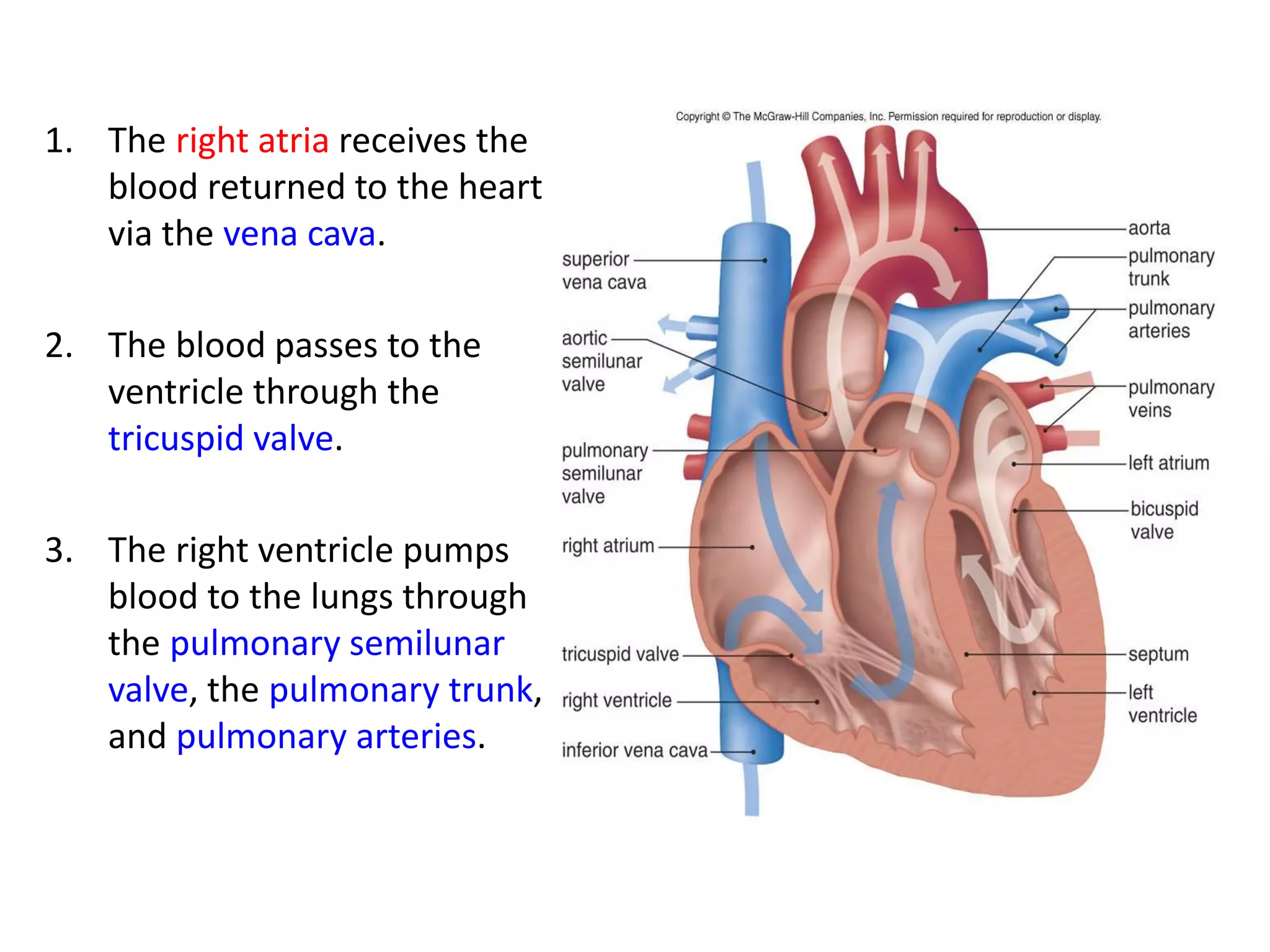 1. The right atria receives the
blood returned to the heart
via the vena cava.
2. The blood passes to the
ventricle through the
tricuspid valve.
3. The right ventricle pumps
blood to the lungs through
the pulmonary semilunar
valve, the pulmonary trunk,
and pulmonary arteries.
 