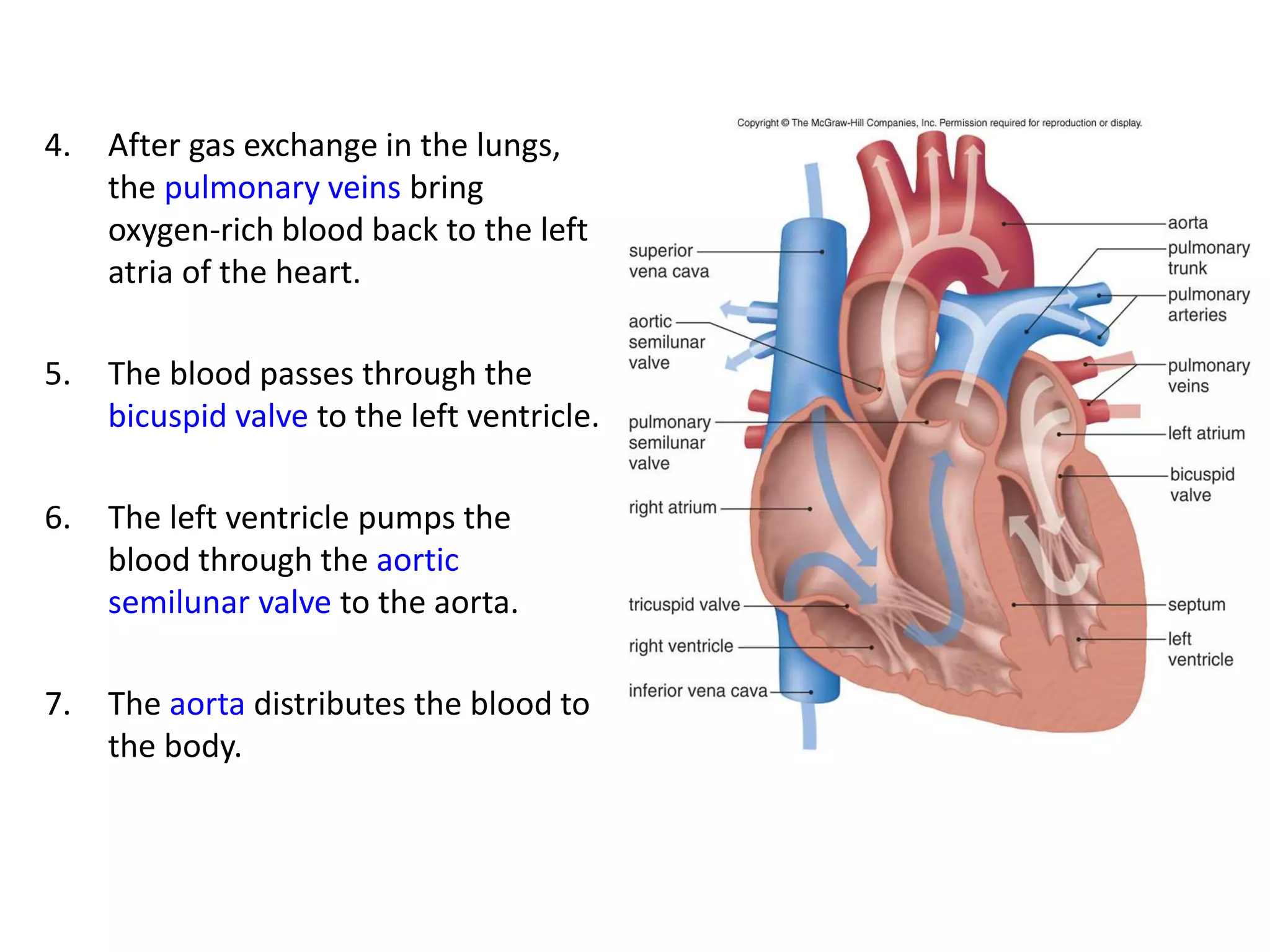 4. After gas exchange in the lungs,
the pulmonary veins bring
oxygen-rich blood back to the left
atria of the heart.
5. The blood passes through the
bicuspid valve to the left ventricle.
6. The left ventricle pumps the
blood through the aortic
semilunar valve to the aorta.
7. The aorta distributes the blood to
the body.
 