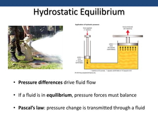 Hydrostatic Equilibrium
• Pressure differences drive fluid flow
• If a fluid is in equilibrium, pressure forces must balance
• Pascal’s law: pressure change is transmitted through a fluid
 