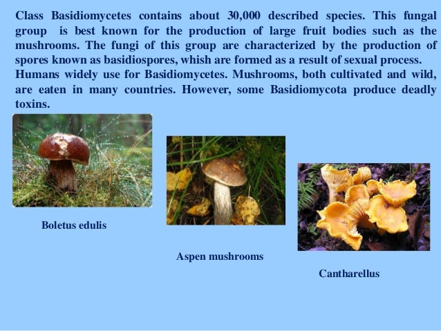 As a group fungi are