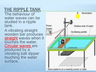 THE RIPPLE TANK
The behaviour of
water waves can be
studied in a ripple
tank.
A vibrating straight
wooden bar produces
straight waves when it
touches the water.
Circular waves are
produced by a
vibrating ball dipper
touching the water
surface.
 